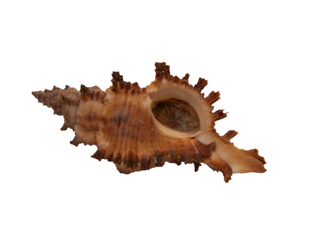 First-rate collector's item: Chicoreus torrefactus (Burnt...