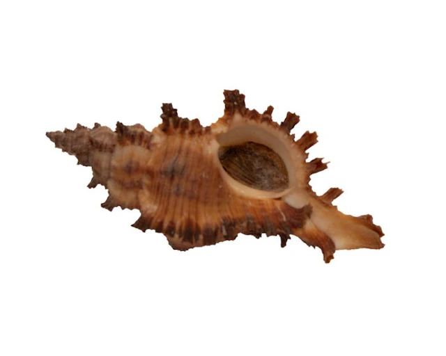 First-rate collector's item: Chicoreus torrefactus (Burnt...