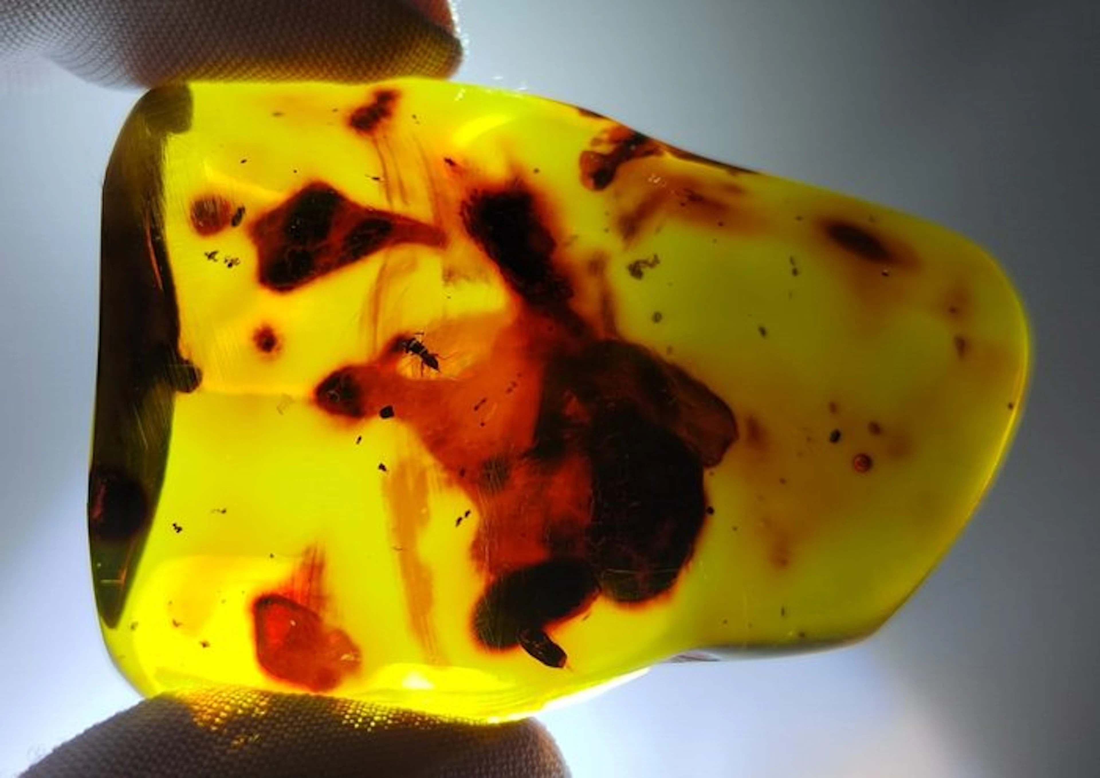 FOSSlL-AMAZING!! Dominican amber-No Reserve Price- 22.81 g