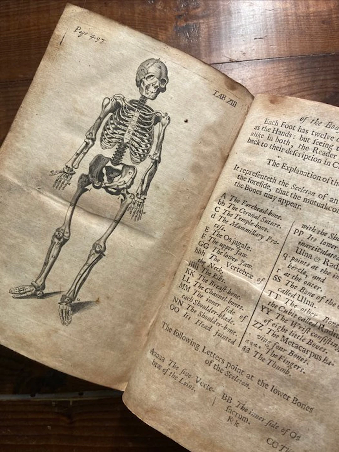 Thomas Gibson - The Anatomy of Humane Bodies Epitomized - 1682
