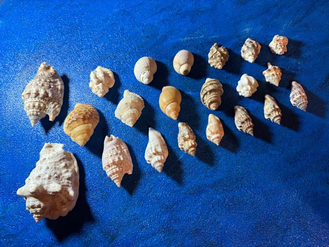 Collection of variegated specimens Sea shell - Varie (No reserve price)