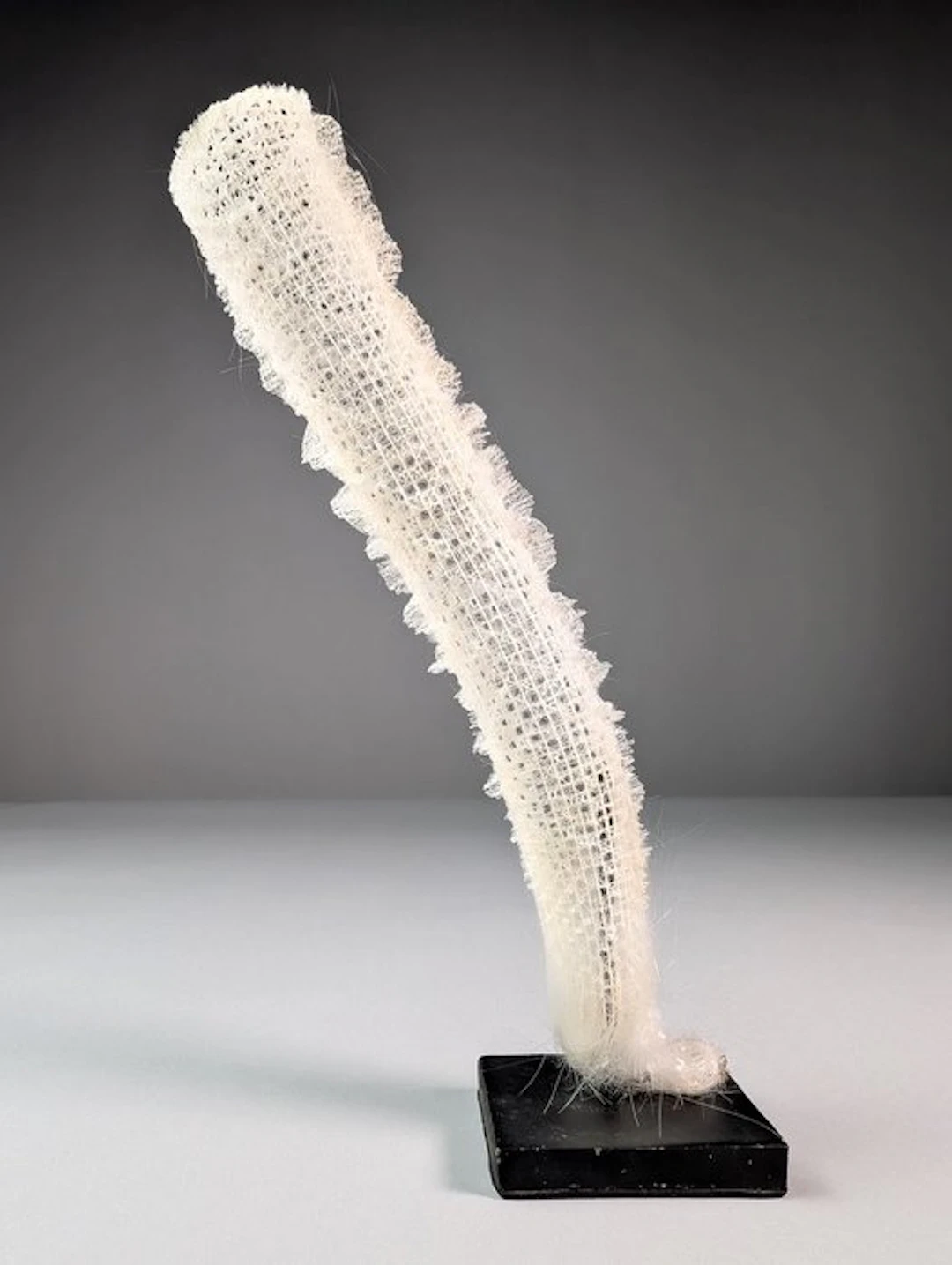 Venus' Flower Basket Sponge Skeleton - Euplectella...