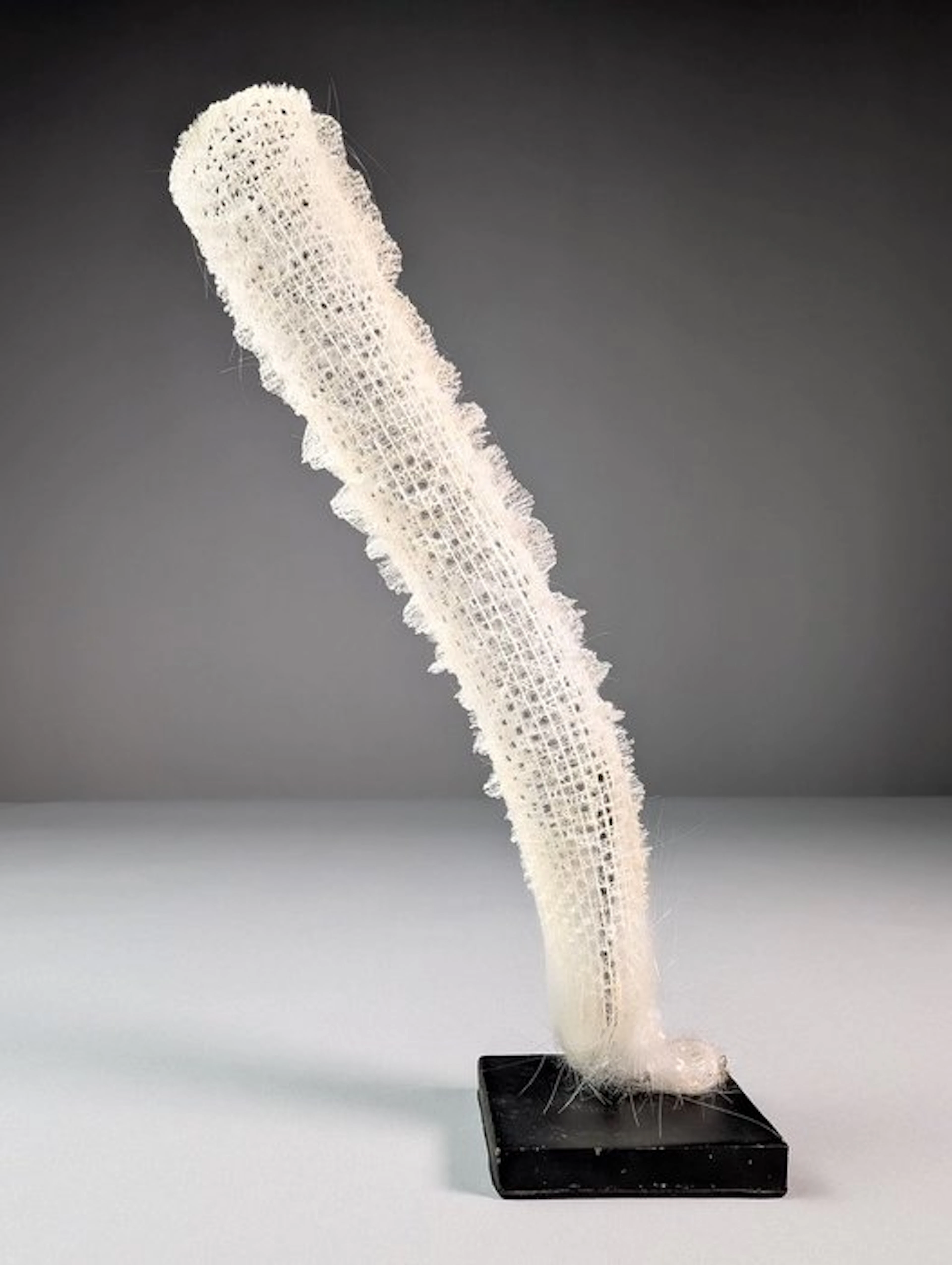 Venus' Flower Basket Sponge Skeleton - Euplectella...