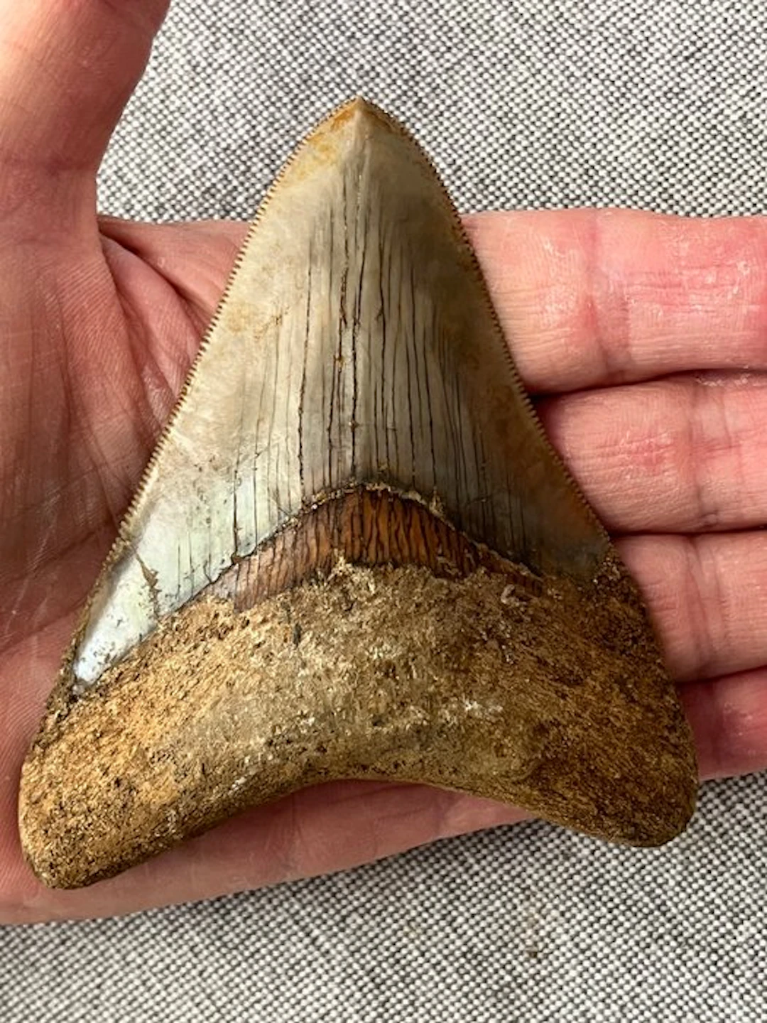 Megalodon tooth 10,2 cm - Fossil tooth - Carcharocles megalodon