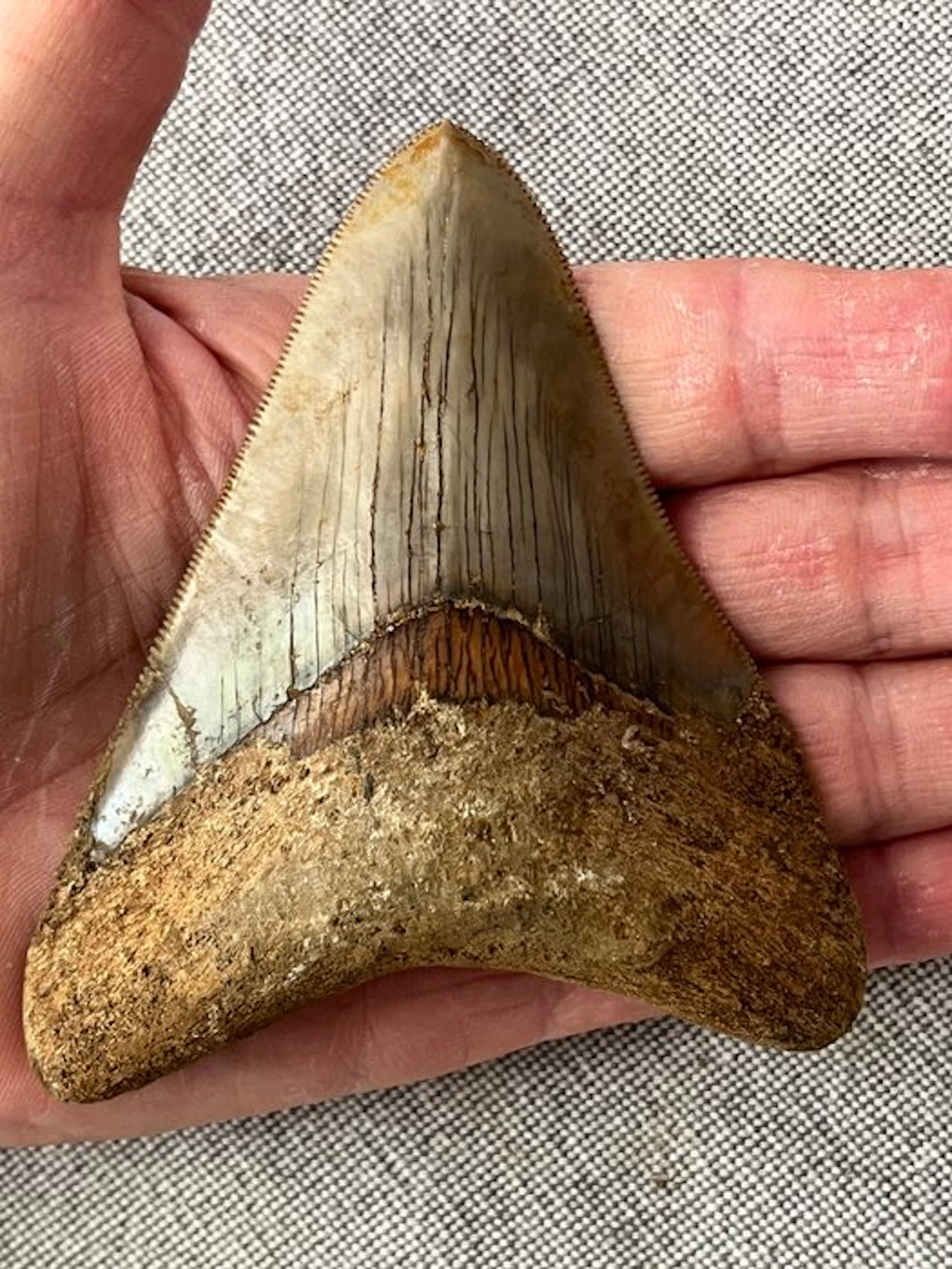 Megalodon tooth 10,2 cm - Fossil tooth - Carcharocles megalodon