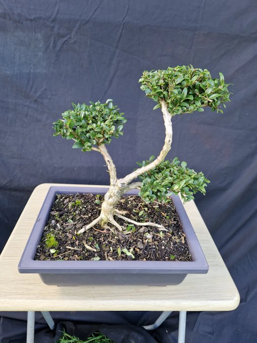 honeysuckle - Height (Tree): 27 cm - Depth (Tree): 28 cm - France