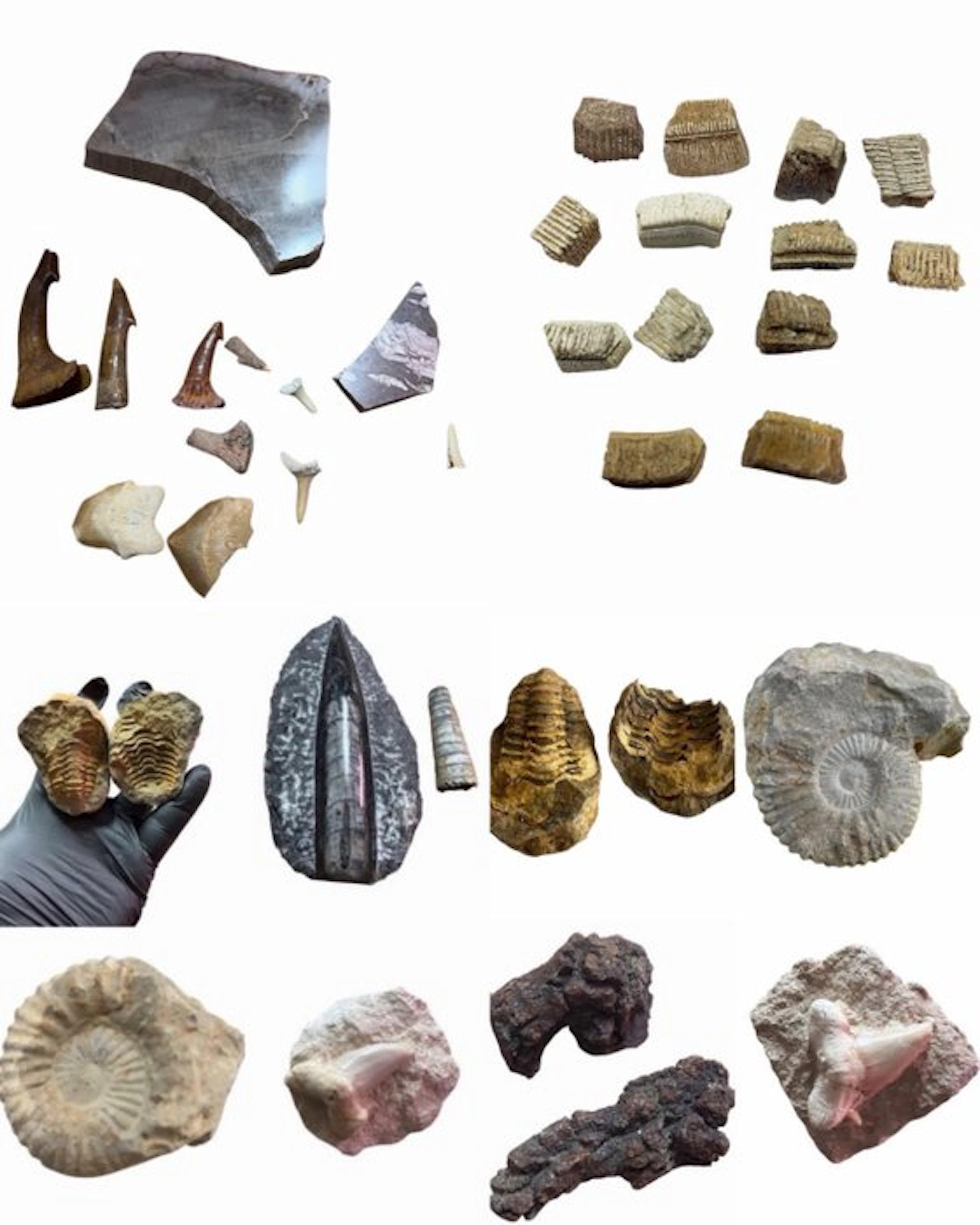 Fossil collection - Fossil fragment (No reserve price)