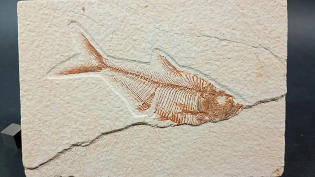 Fossil Fish - Fossil plate matrix - Diplomystus Dentatus - 8.8 cm - 13 cm
