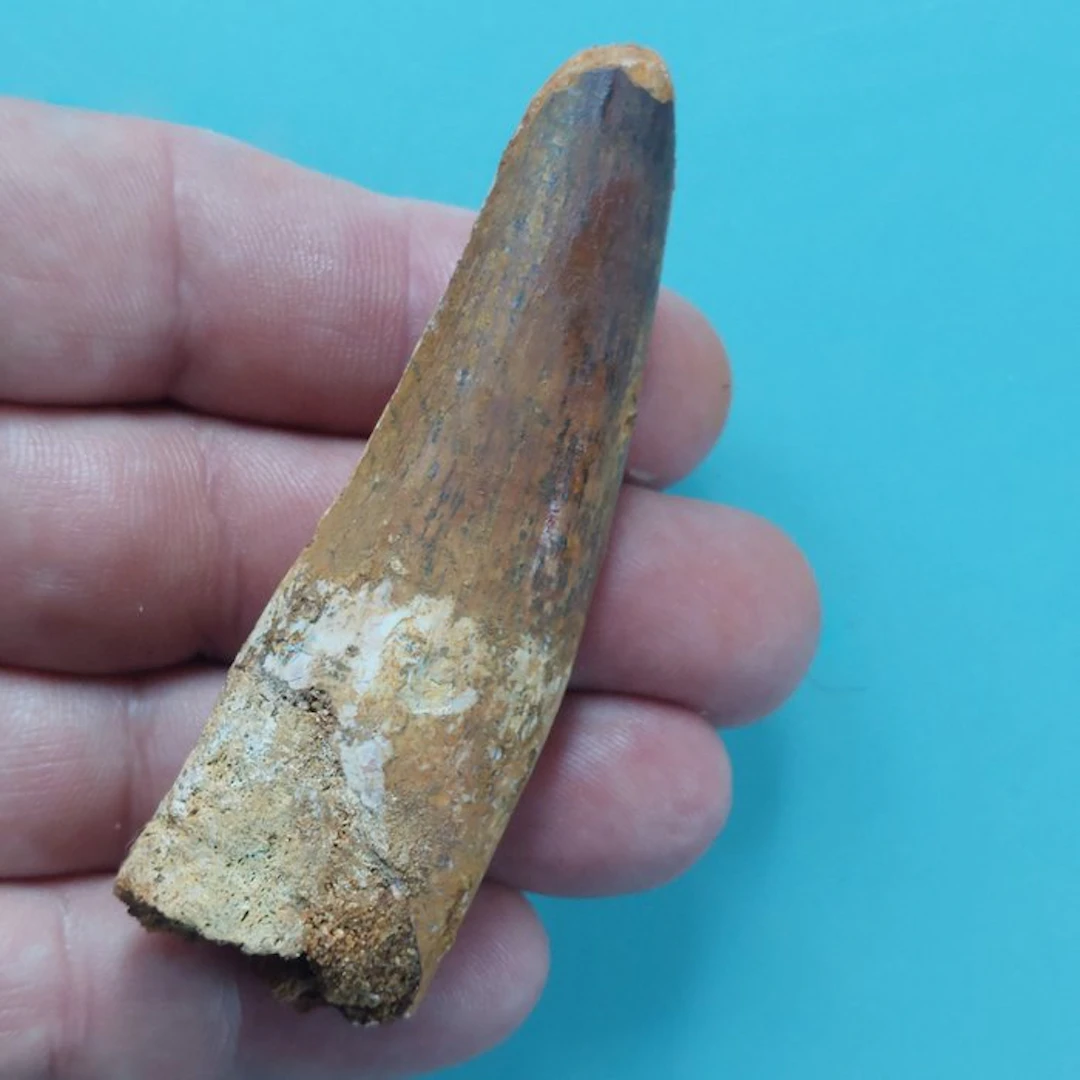 Spinosaur - Fossil tooth - 80 mm - 25 mm