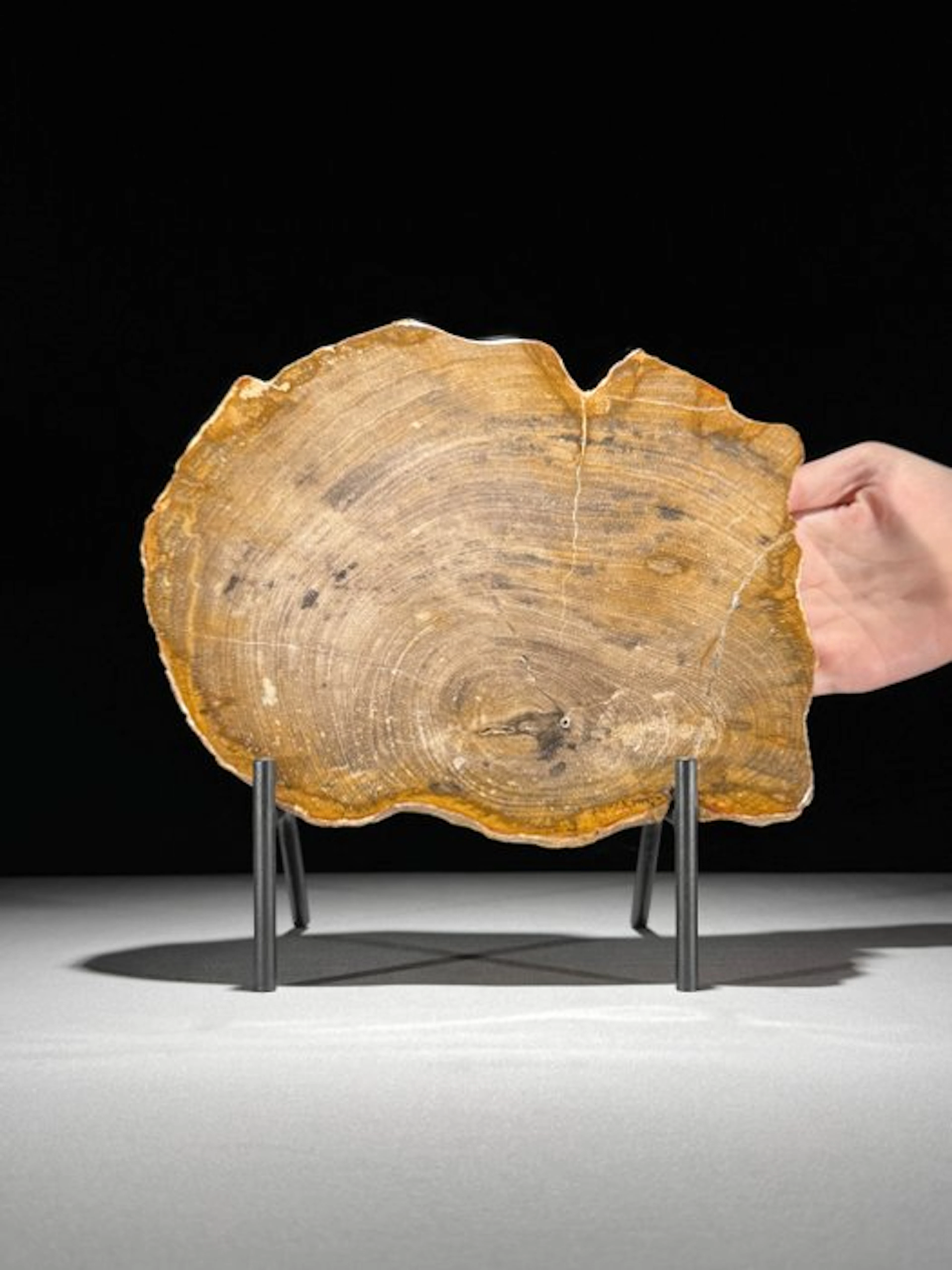 Wonderful Slice of Petrified Wood on a custom stand...