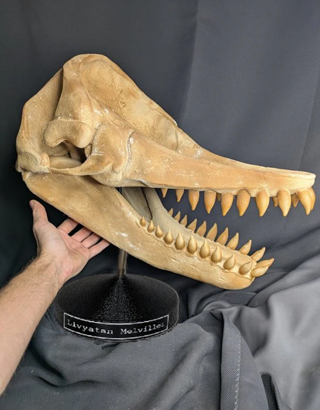 Fossil skull - Livyatan Melvillei - Museum-Grade Replica - 50 cm - 50 cm