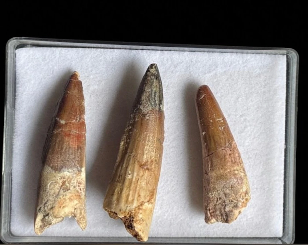Spinosaur - Fossil teeth - 5 cm (No reserve price)