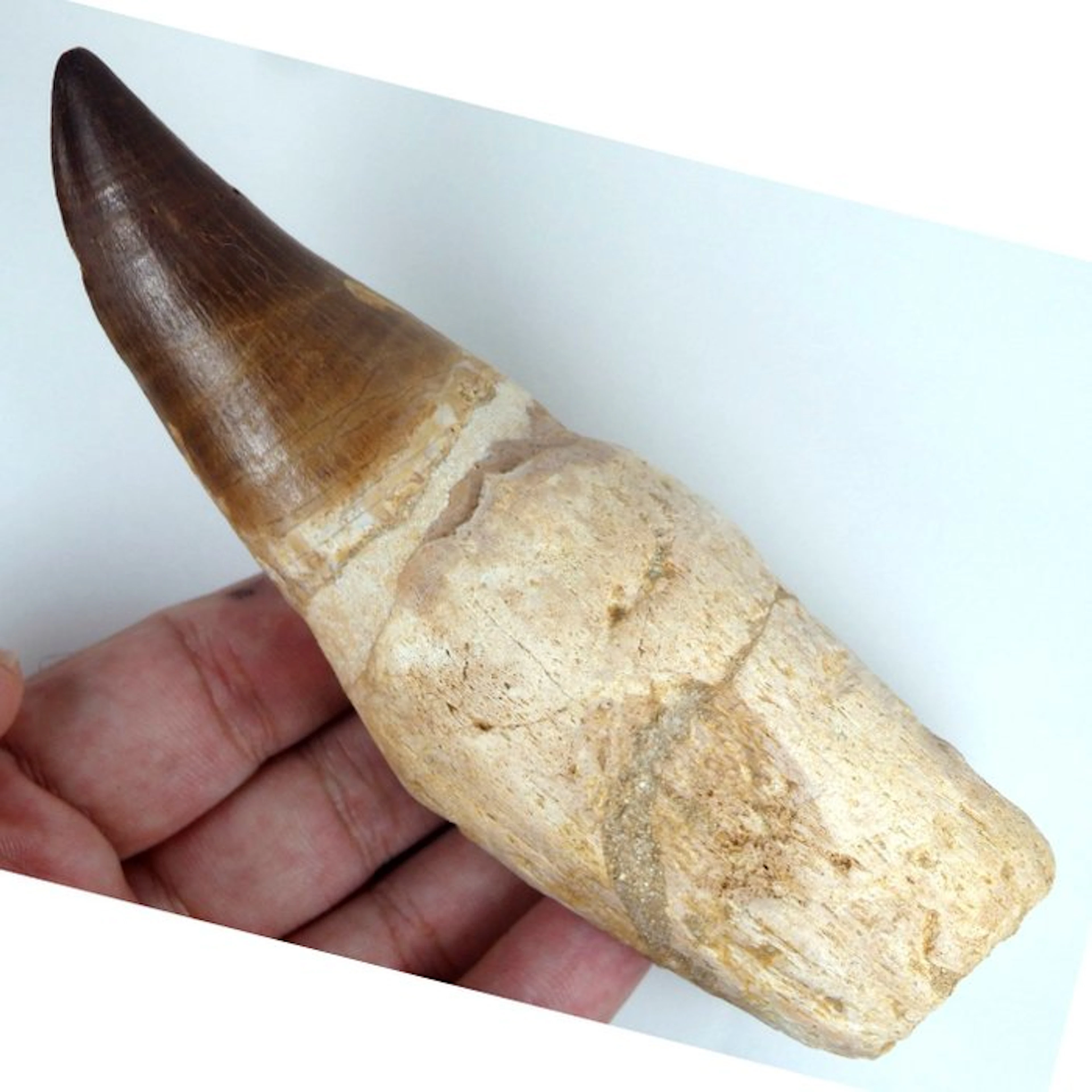 Mosasaur tooth - Fossil tooth - Eremiasaurus heterodontus...