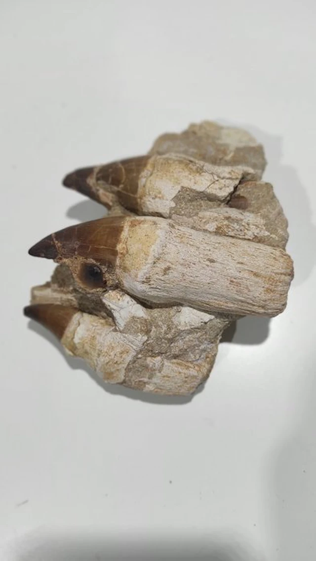 Mosasaur - Fossil tooth - Diente fósil - 13.5 cm - 17 cm (No reserve price)