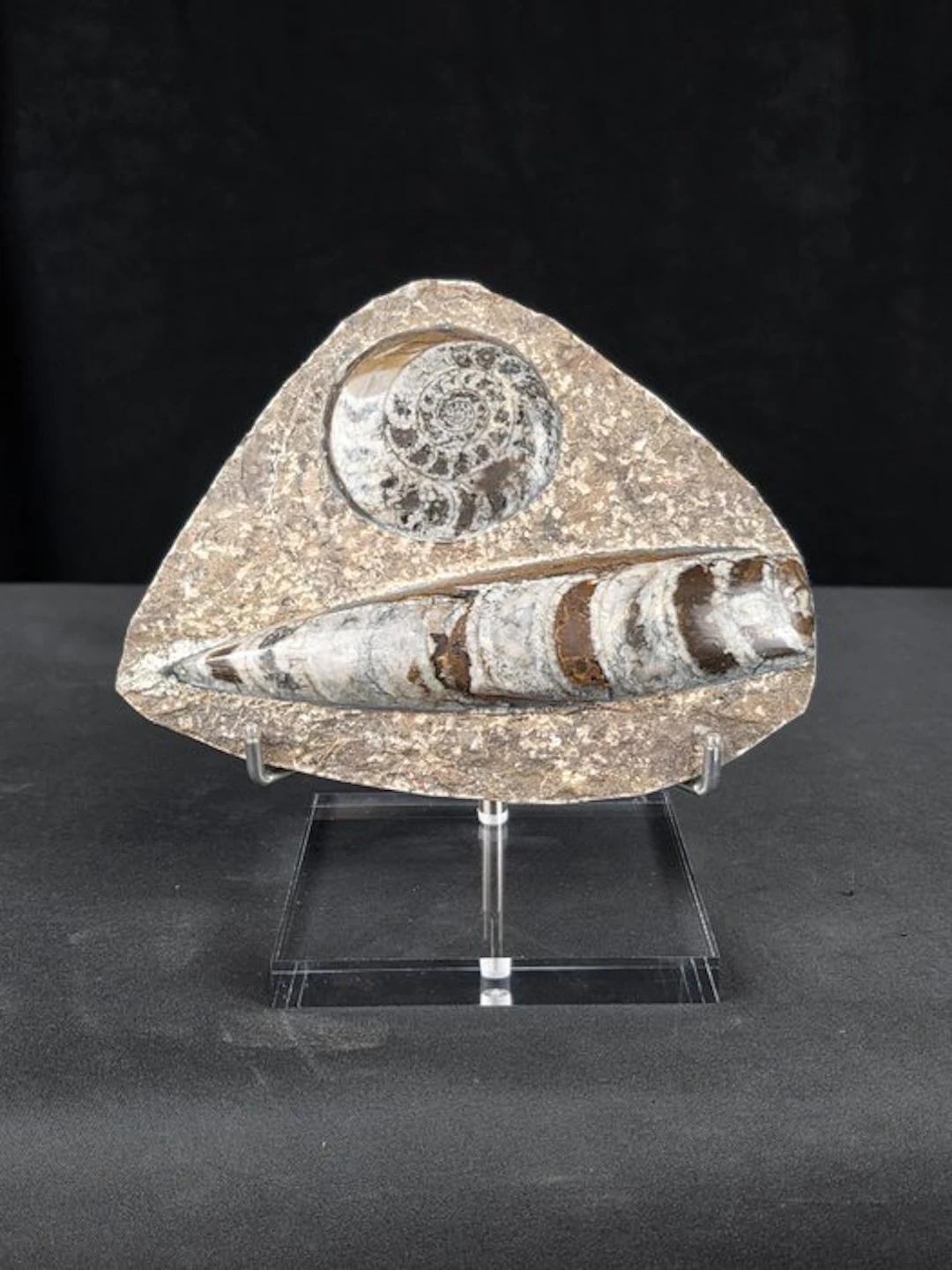Orthoceras and goniatite on display stand - Fossilised animal (No
