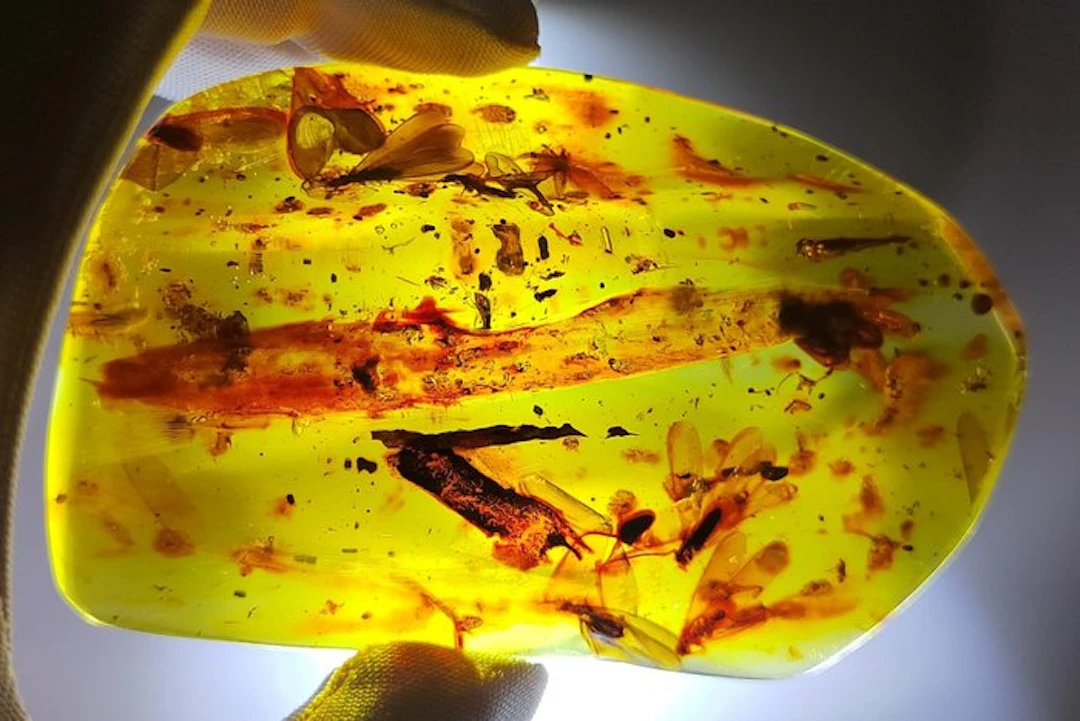 FOSSlL-AMAZING!! Dominican amber- Museum- 53.36 g