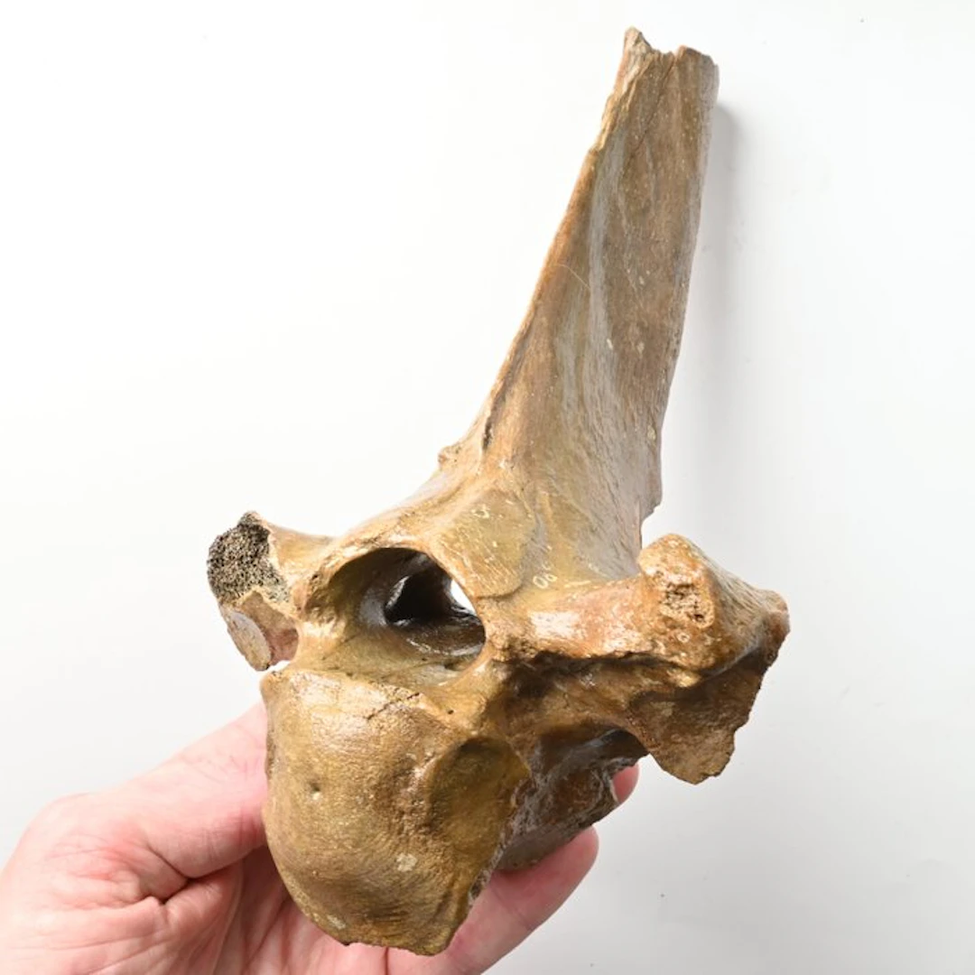 Wisent - Fossil vertebra bone - Bison priscus - 24.5 cm...