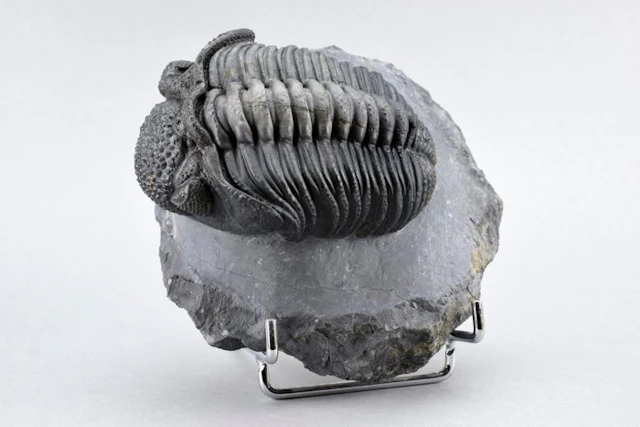 Finest trilobite - Fossilised animal - Drotops megalomanicus