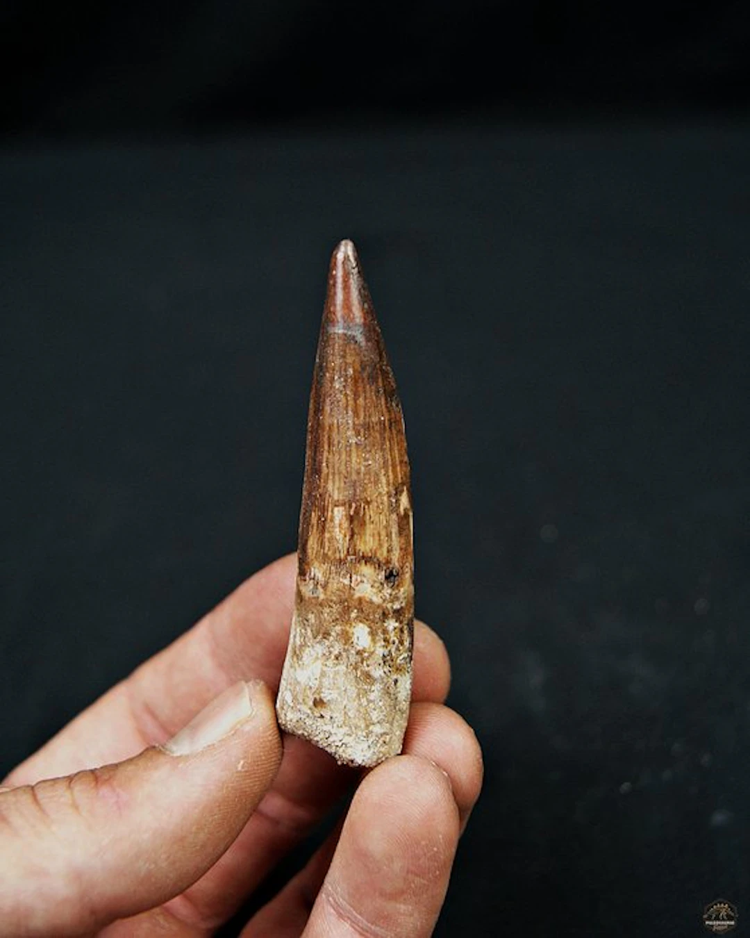 Spinosaur - Fossil tooth - Spinosaurus aegyptiacus (No reserve price)