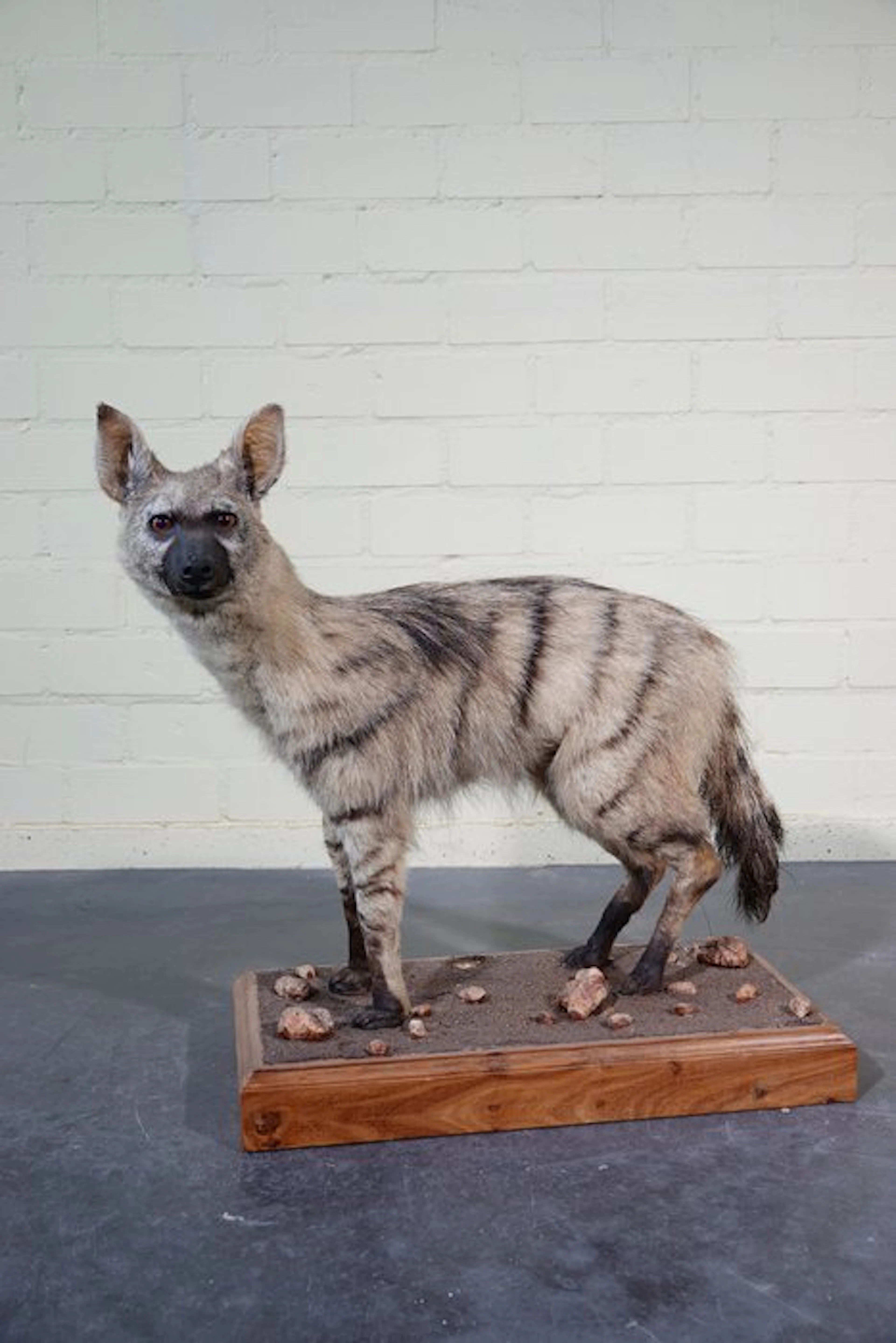 Aardwolf Taxidermy full body mount - Proteles cristata...