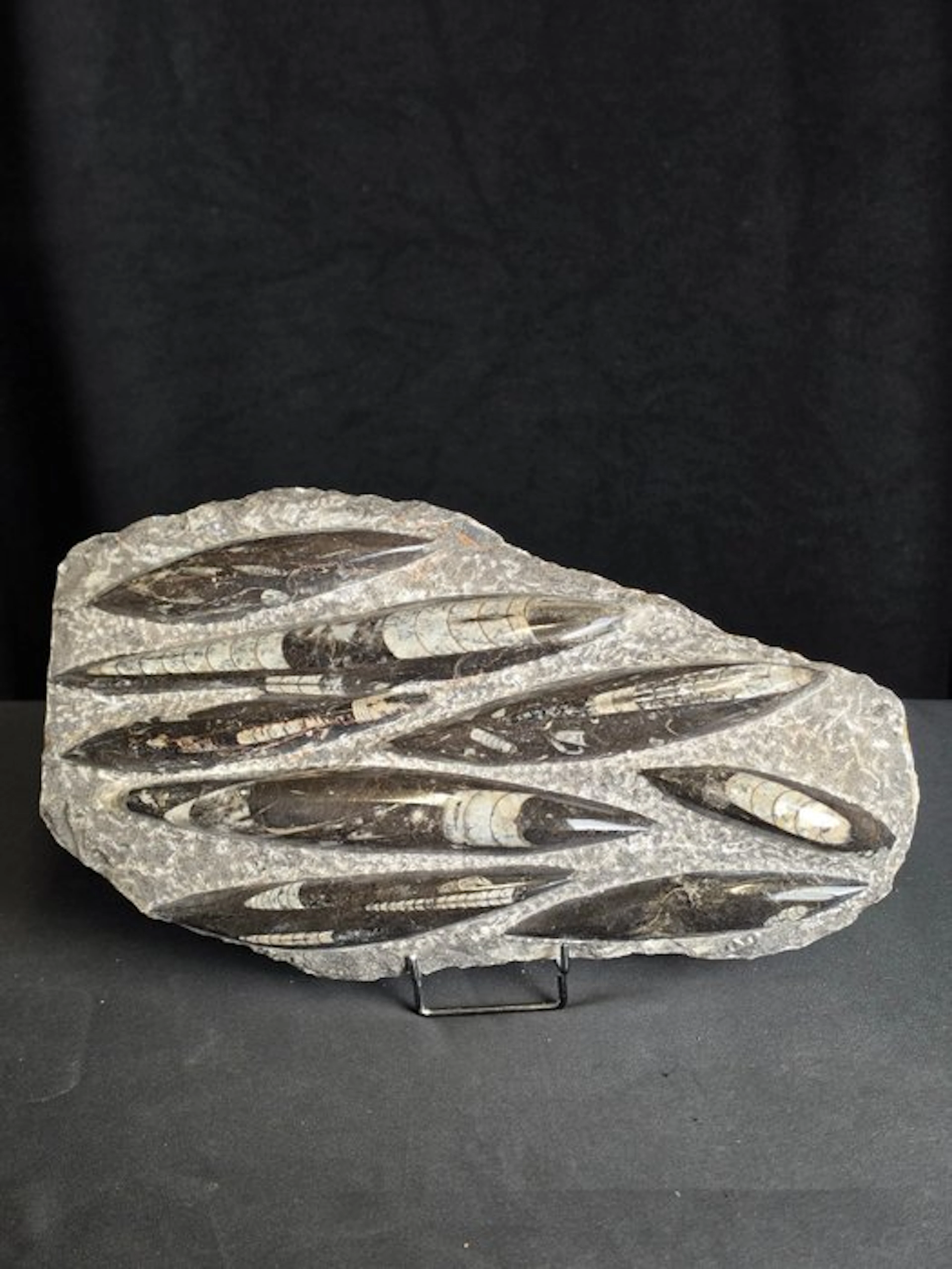 Orthoceras (display stand not included) - Fossilised...