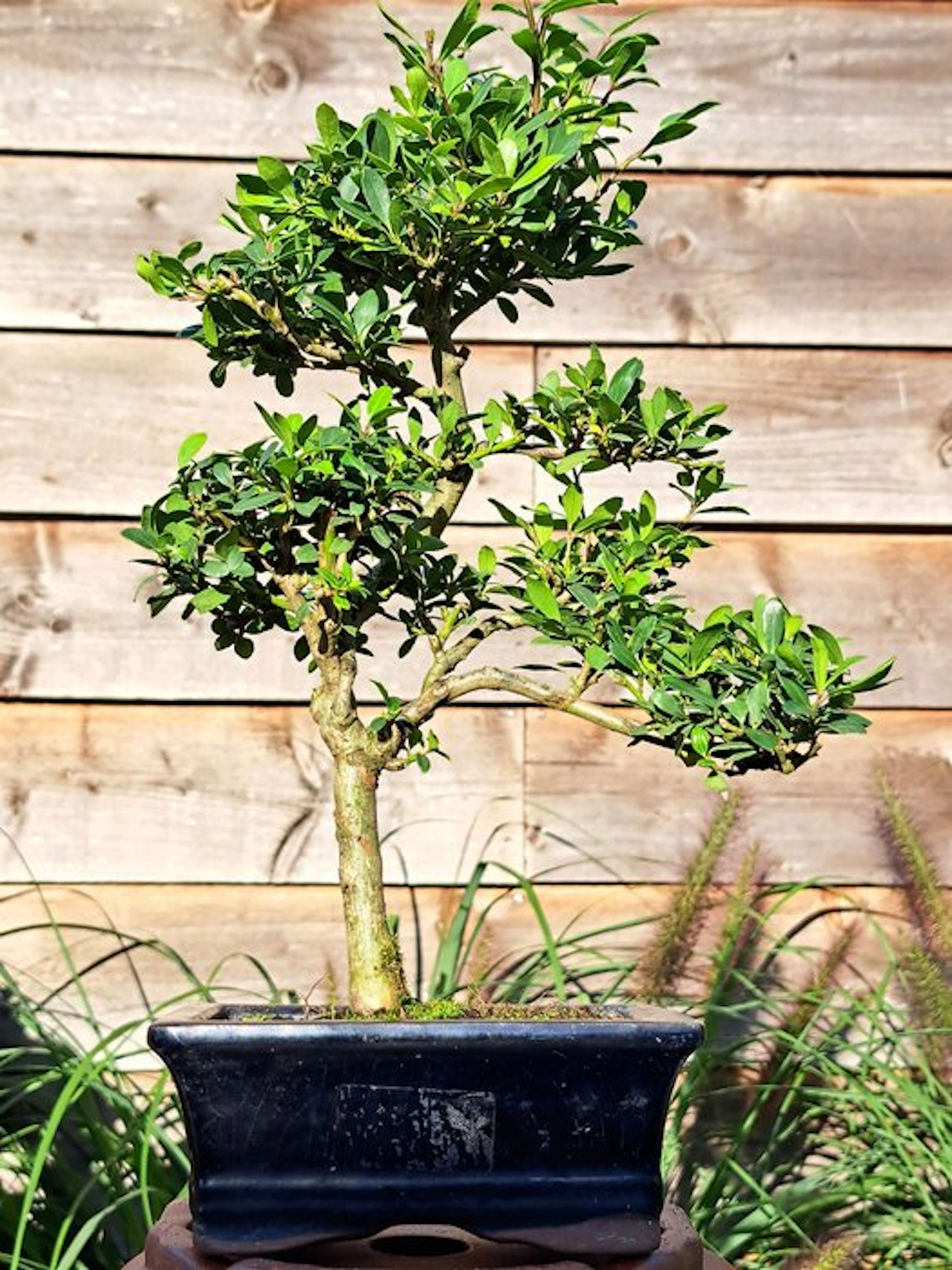 Ilex bonsai (Japanese holly) - Height (Tree): 30 cm...