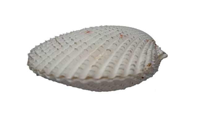 Lima vulgaris (85mm) - Giant File Clam - Complete Matched...