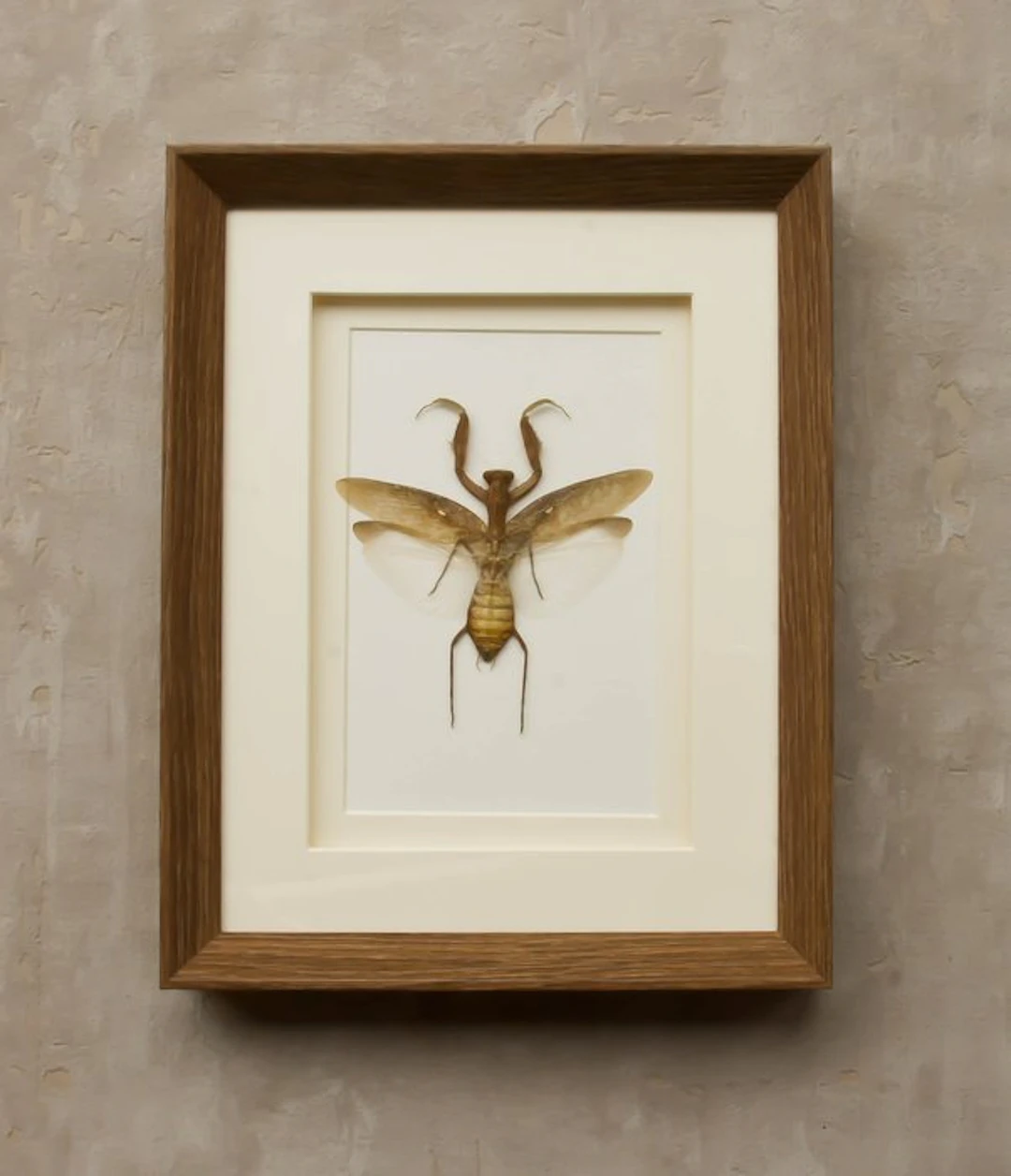 grasshopper Taxidermy full body mount - Hierodula...