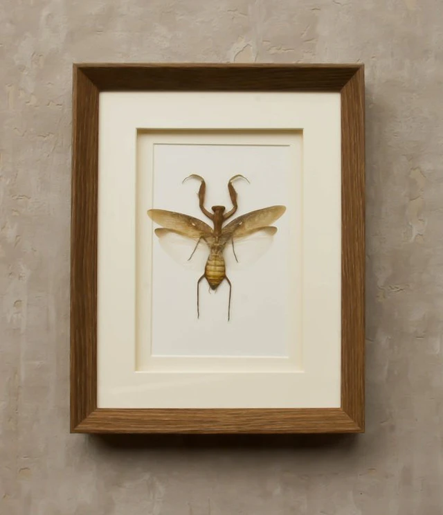 grasshopper Taxidermy full body mount - Hierodula...