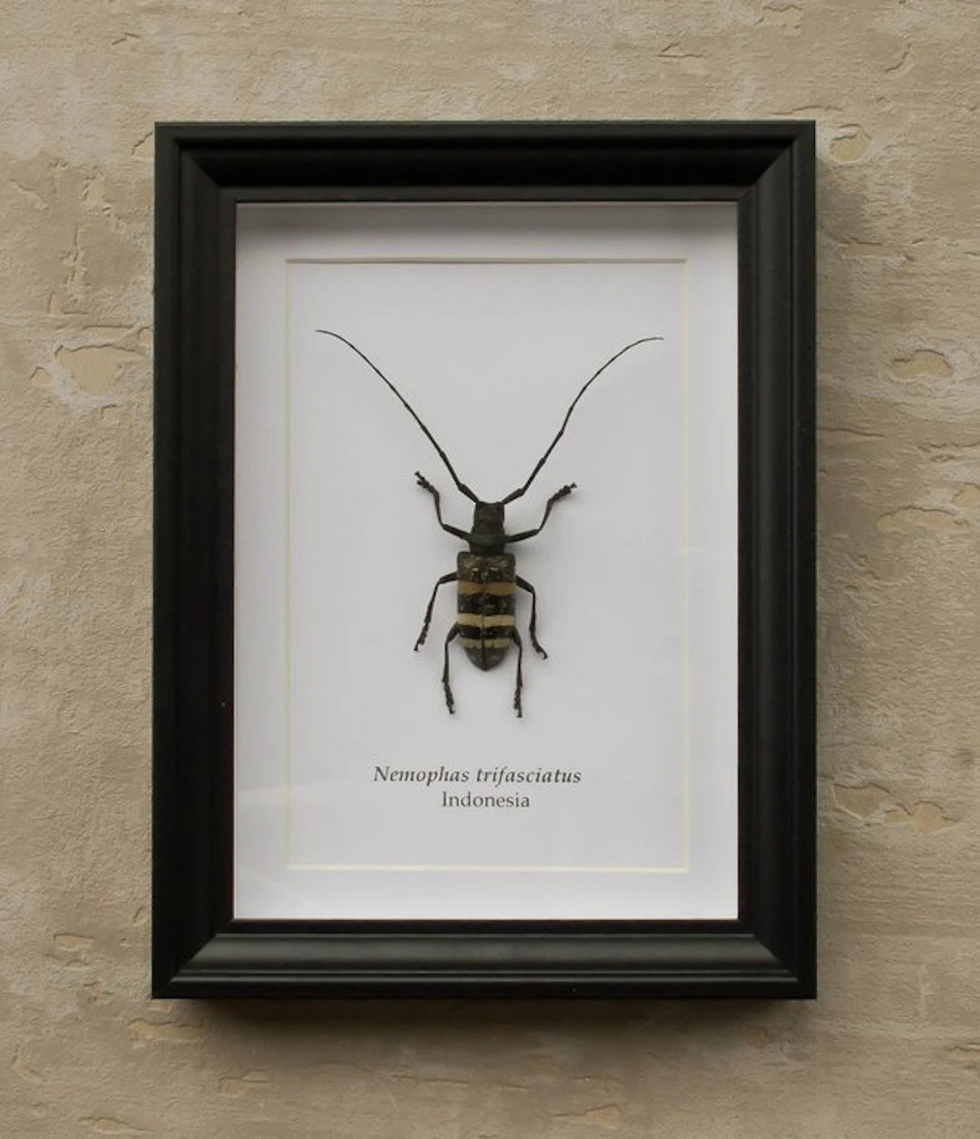 Grave Taxidermy full body mount - Nemophas trifasciatus...