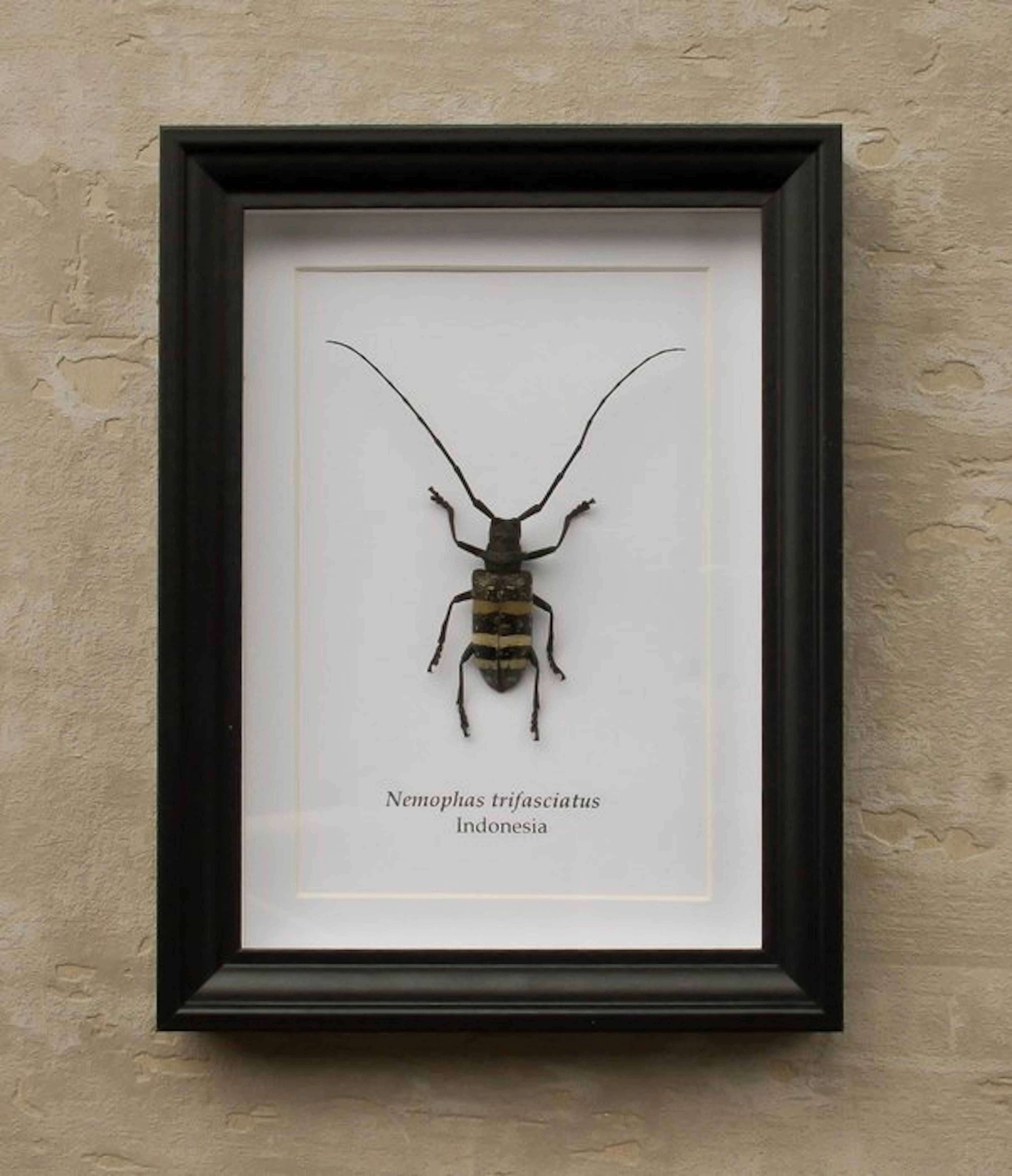 Grave Taxidermy full body mount - Nemophas trifasciatus...