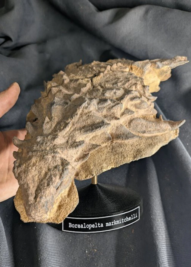 Fossil skeleton - “Mummified” Borealopelta markmitchelli...