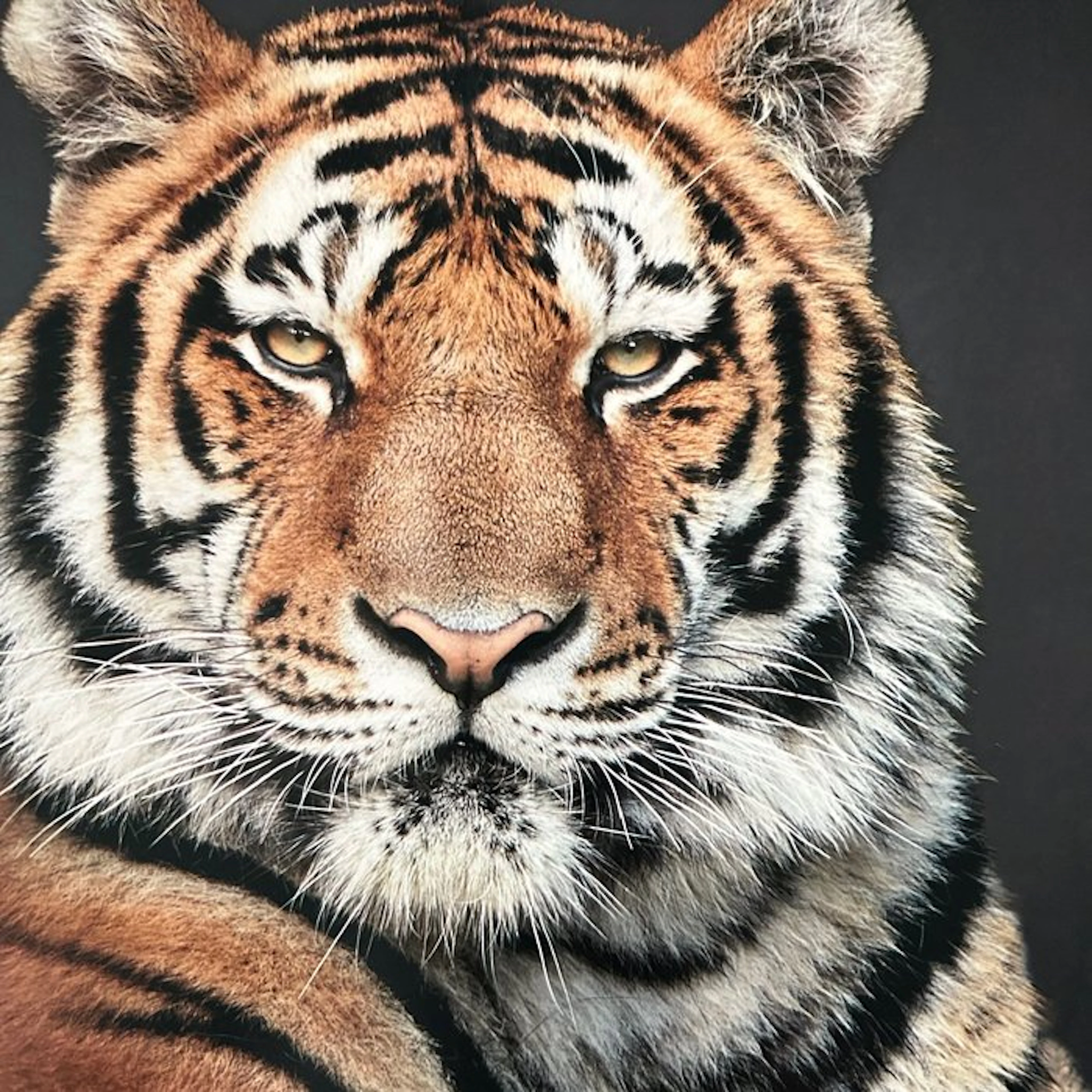 Ralph Hargarten - Tiger