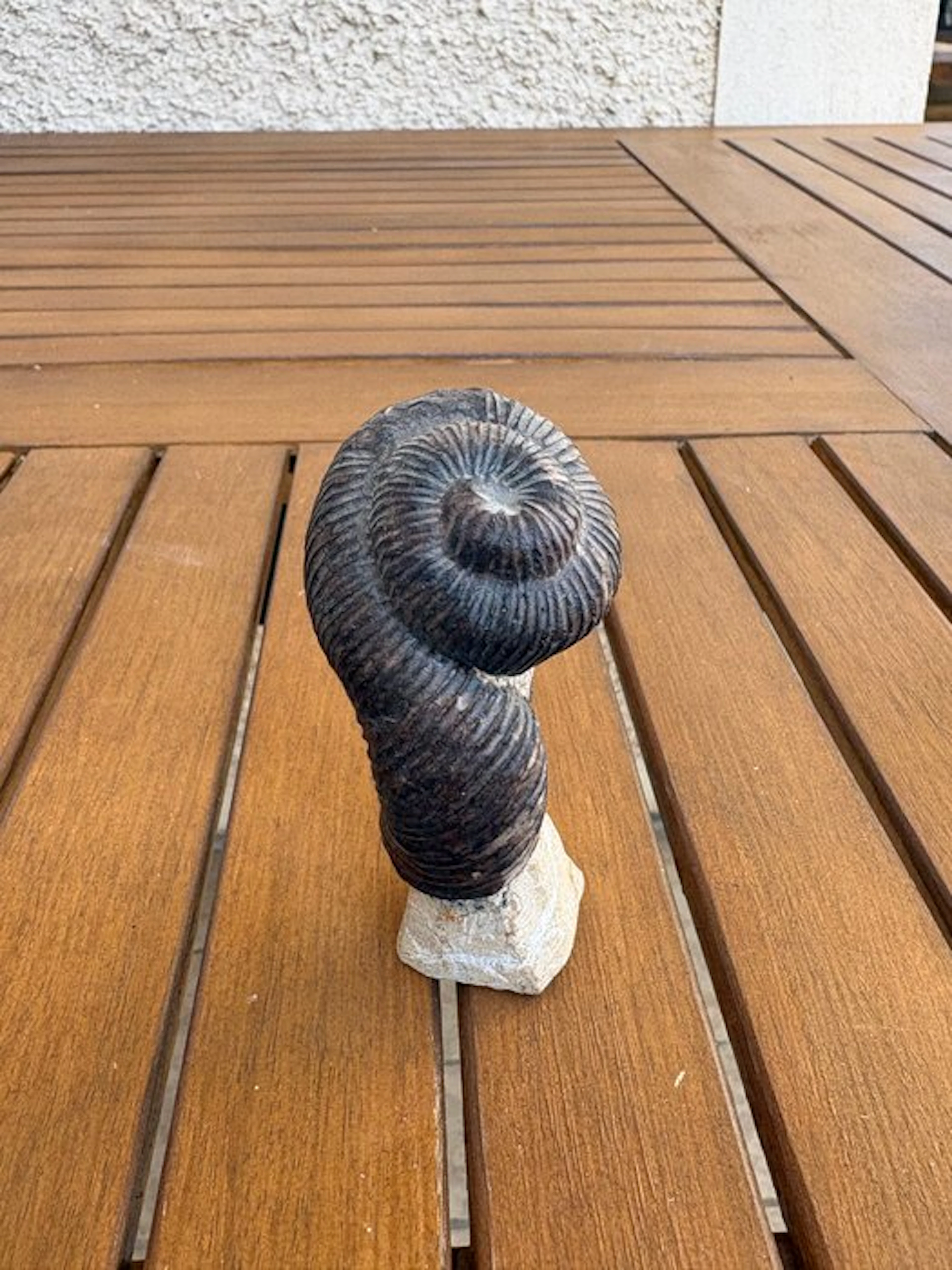 Ammonite - Fossil skeleton - Noctoceras - 9 cm - 5 cm