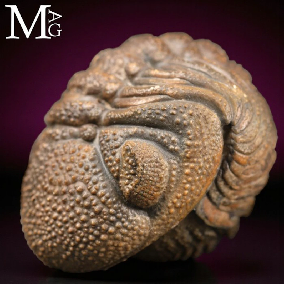 Fossil Trilobites: Silent Witnesses of the Dawn of Life...