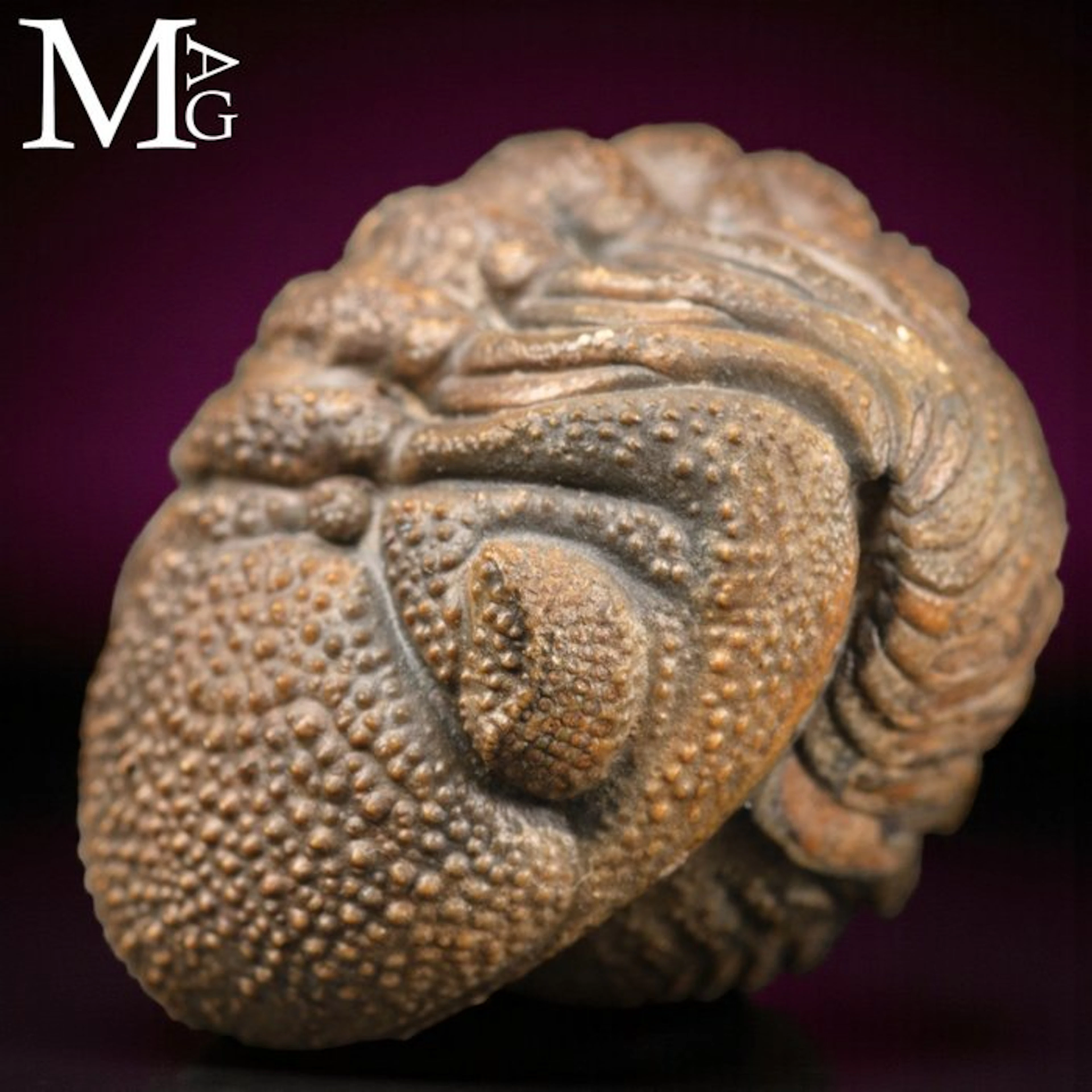 Fossil Trilobites: Silent Witnesses of the Dawn of Life...