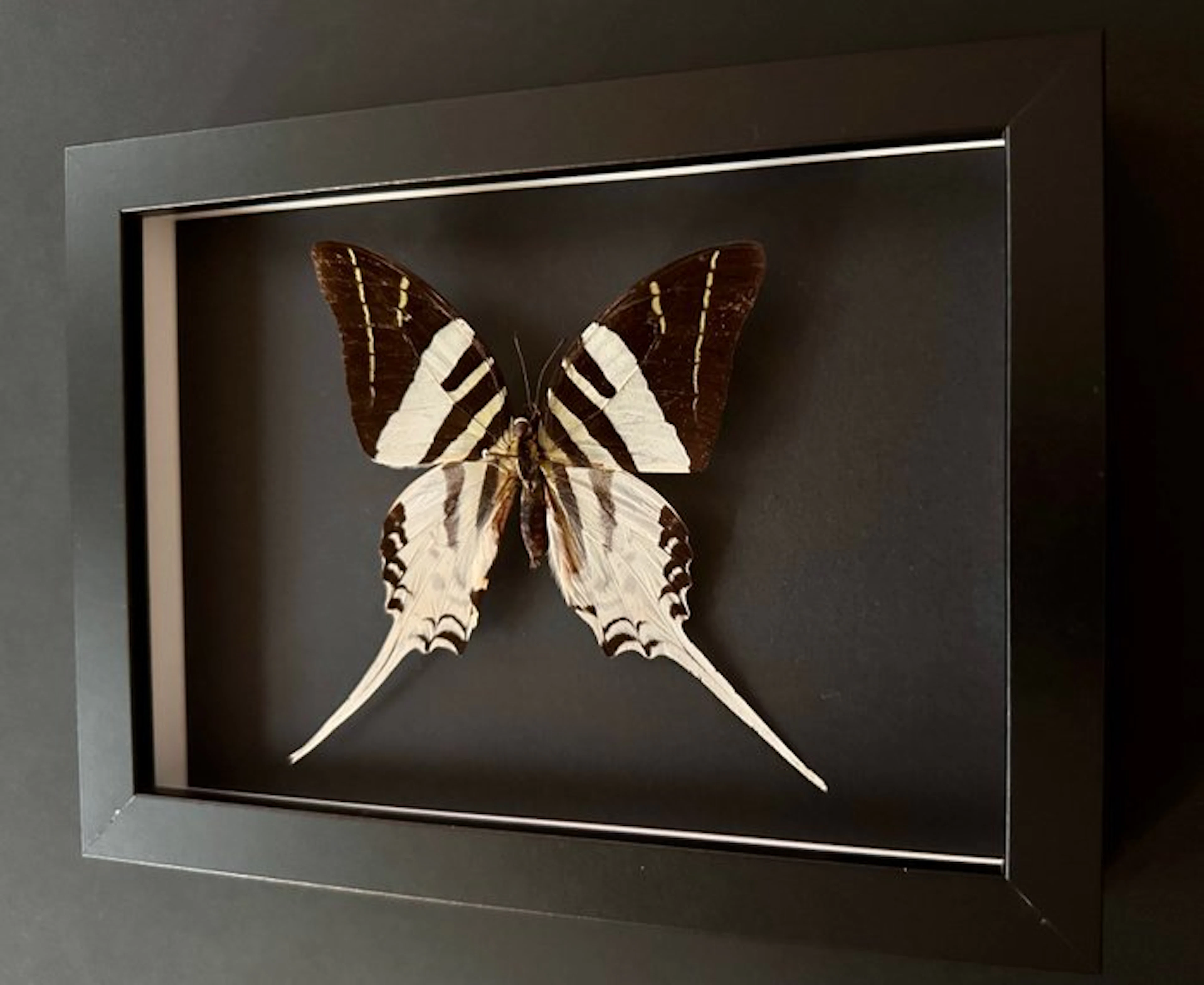 Butterfly Taxidermy full body mount - Papillon Graphium Androcles