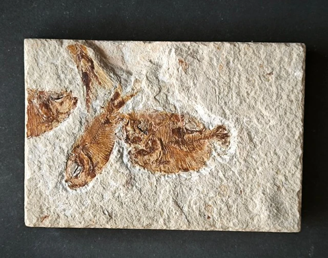 Fossilised animal - Accumulo di Armigatus Brevissimus...