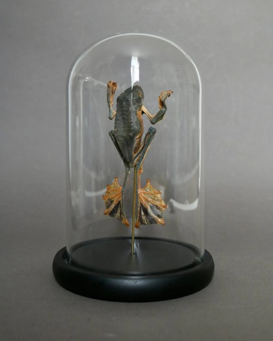 Frog Taxidermy full body mount - Racophorus reinwardtii...
