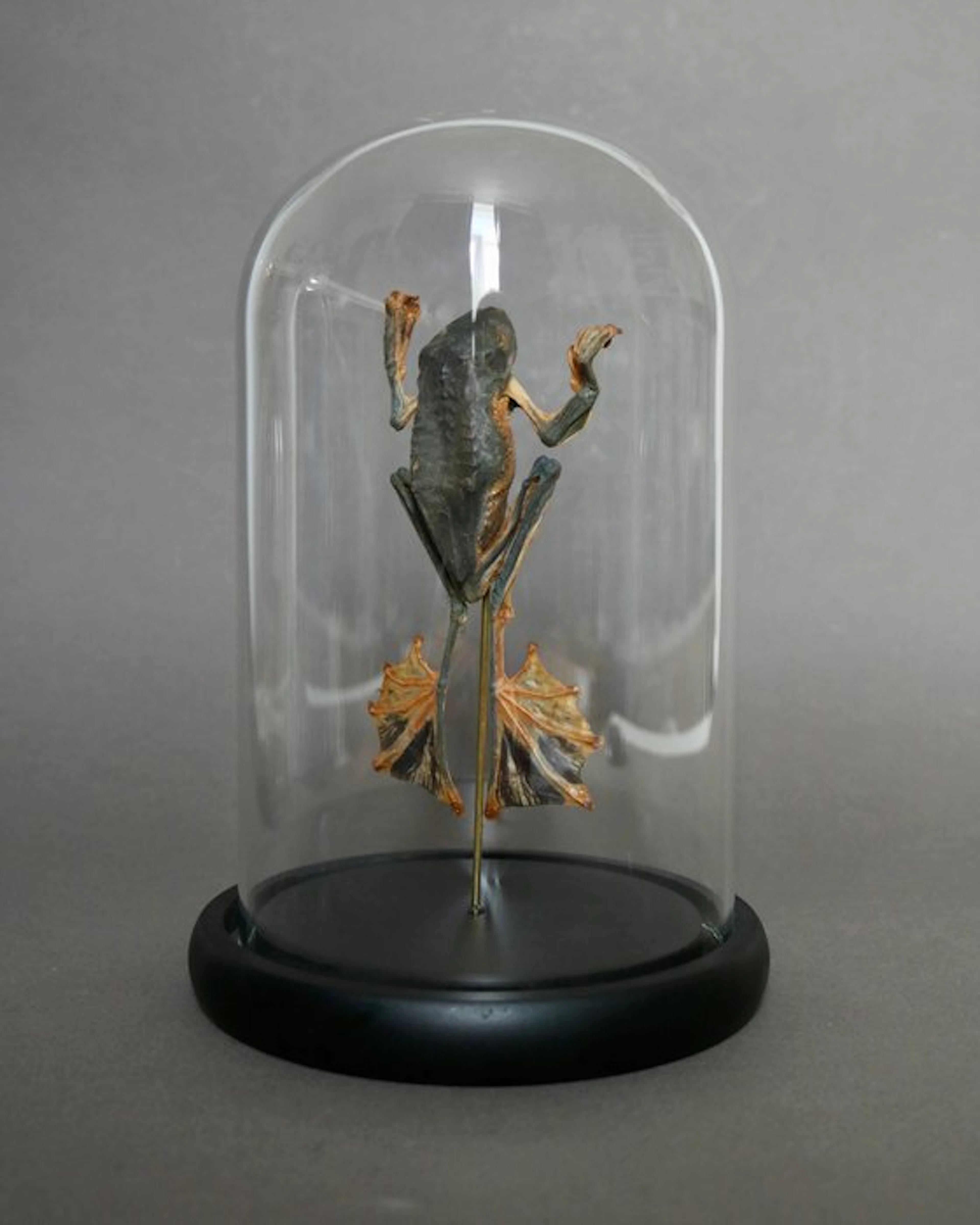 Frog Taxidermy full body mount - Racophorus reinwardtii...