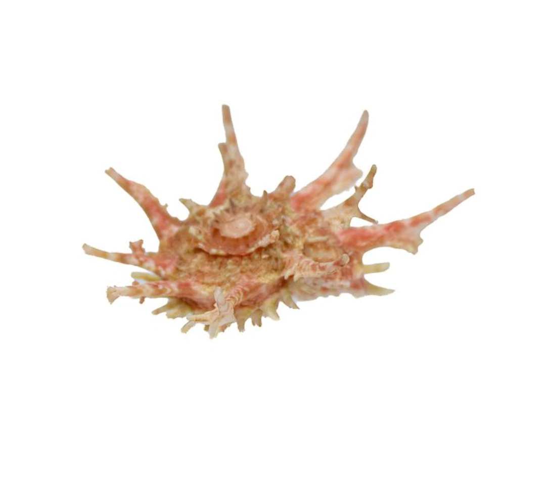 Angaria sphaerula (42mm) - Rare - Exceptional GEM Common...
