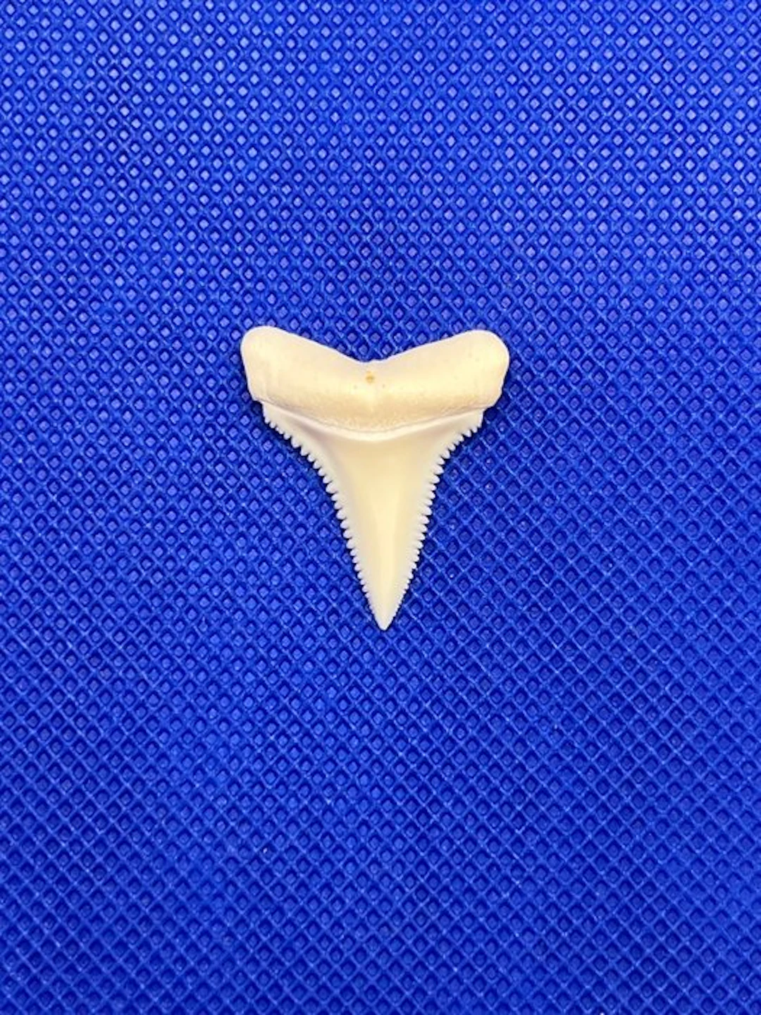 Great White Shark Tooth - Carcharodon carcharias - 28 mm...