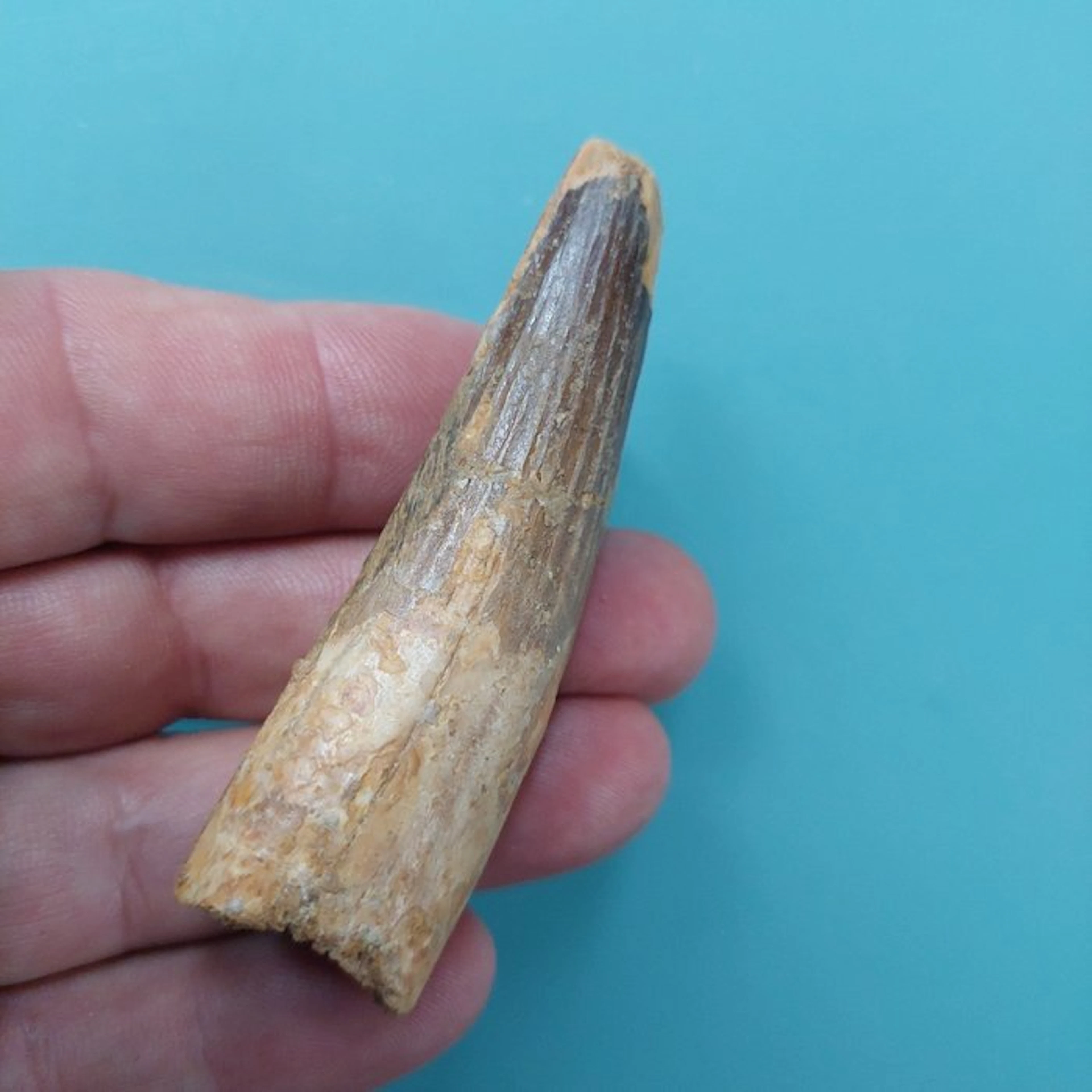 Spinosaur - Fossil tooth - 75 mm - 25 mm (No reserve price)