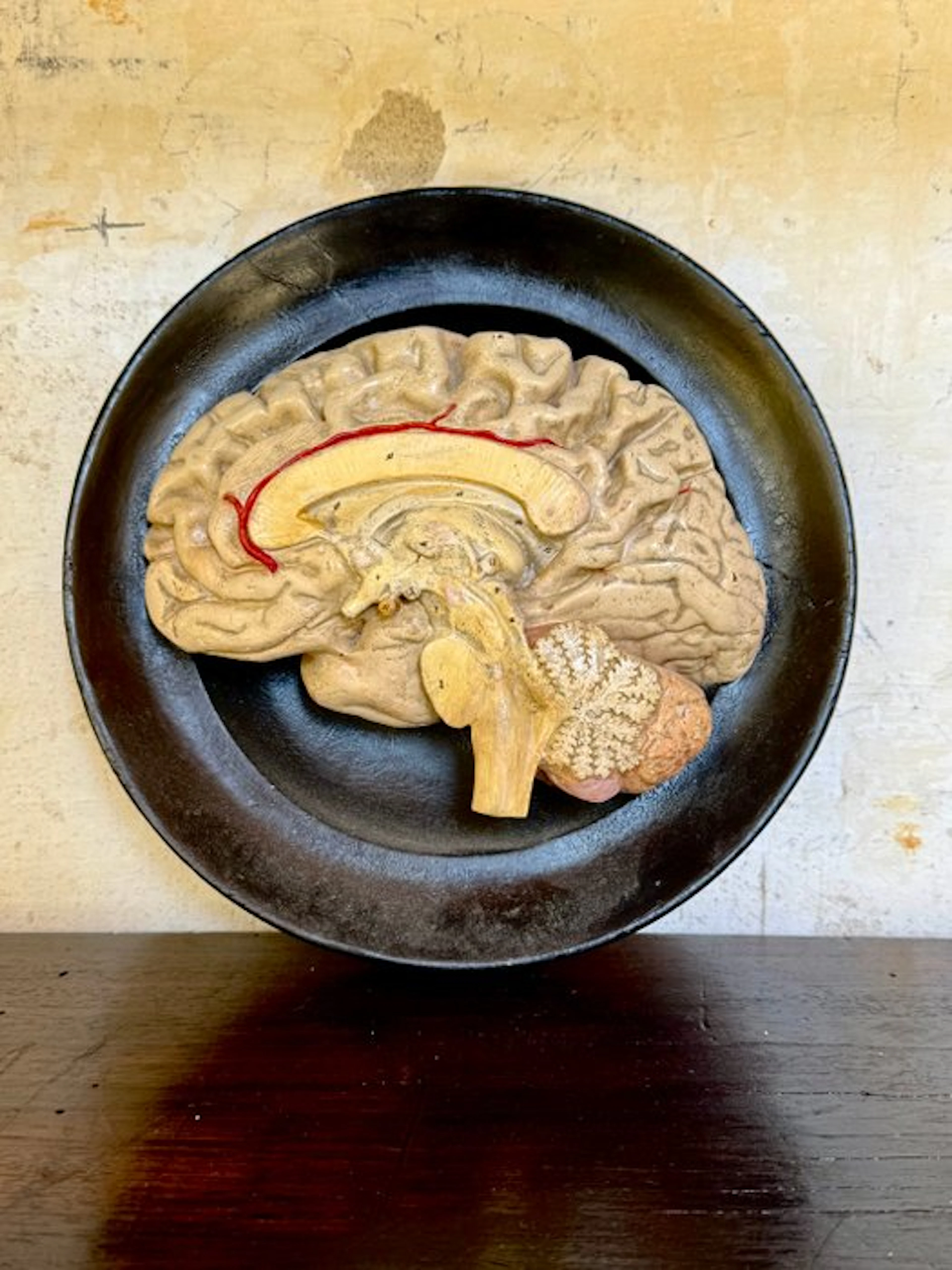 Anatomical model - Plaster - 1850-1900 - Brain