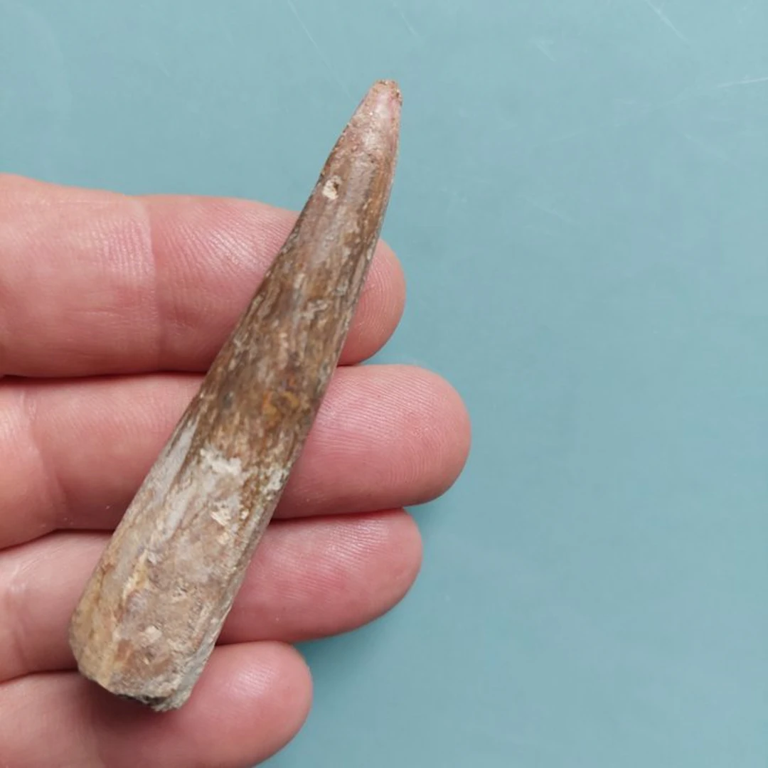 Spinosaur - Fossil tooth - 75 mm - 15 mm