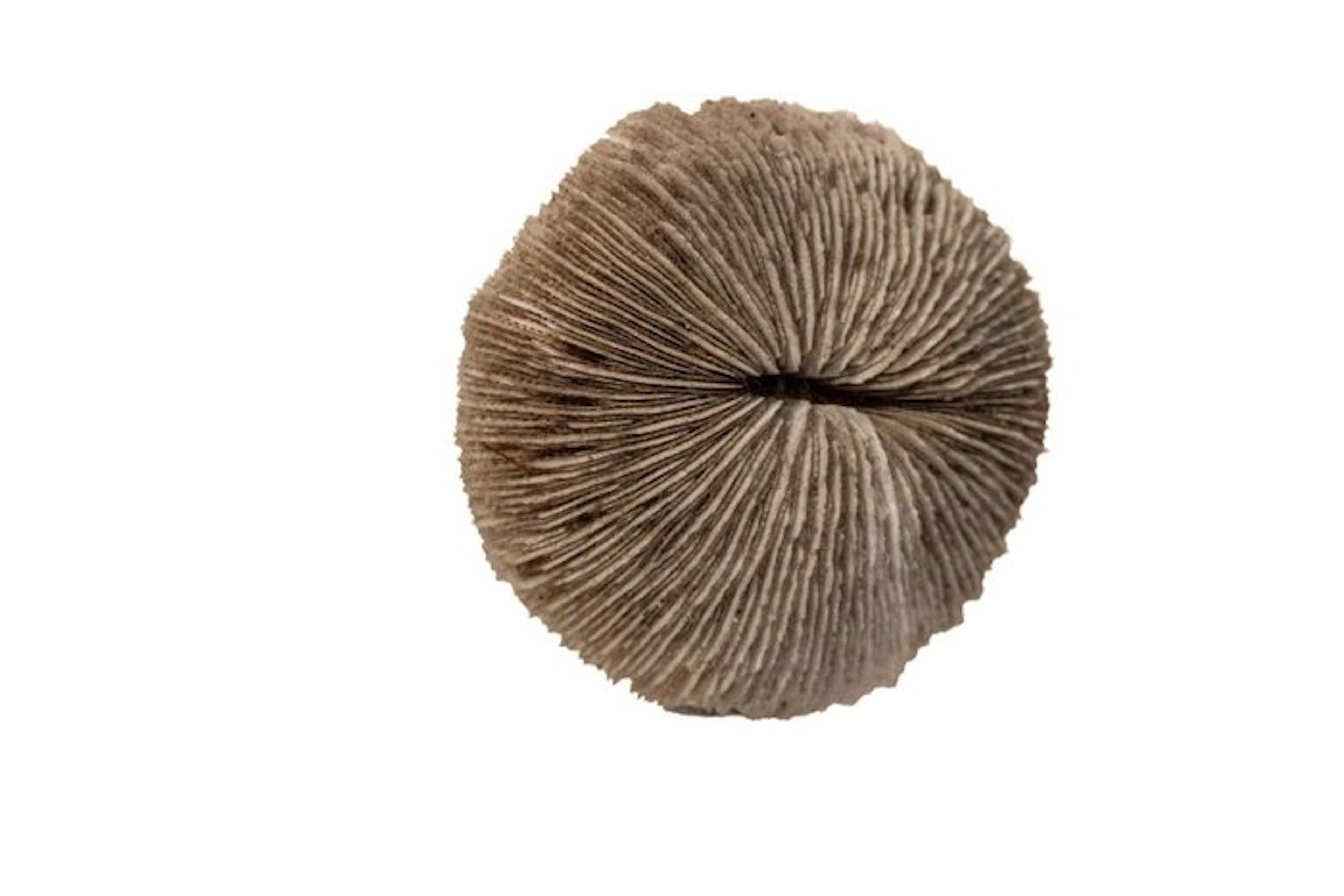 mushroom coral Skeleton - Fungia fungites ┼ GEM - 0 mm...