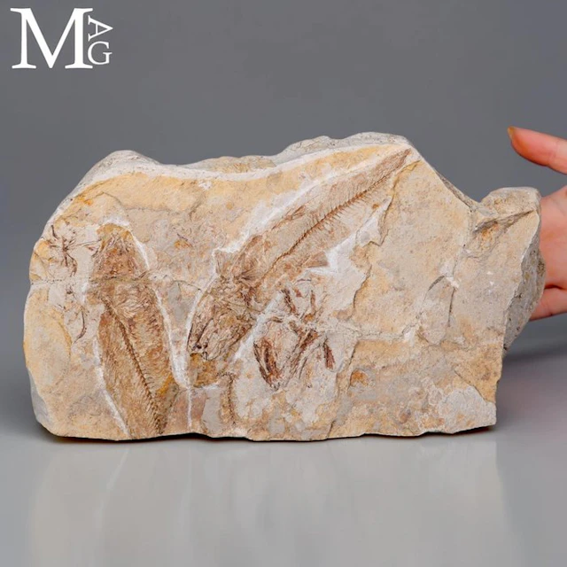 Hakelia Fossil Fish Association – Upper Cretaceous