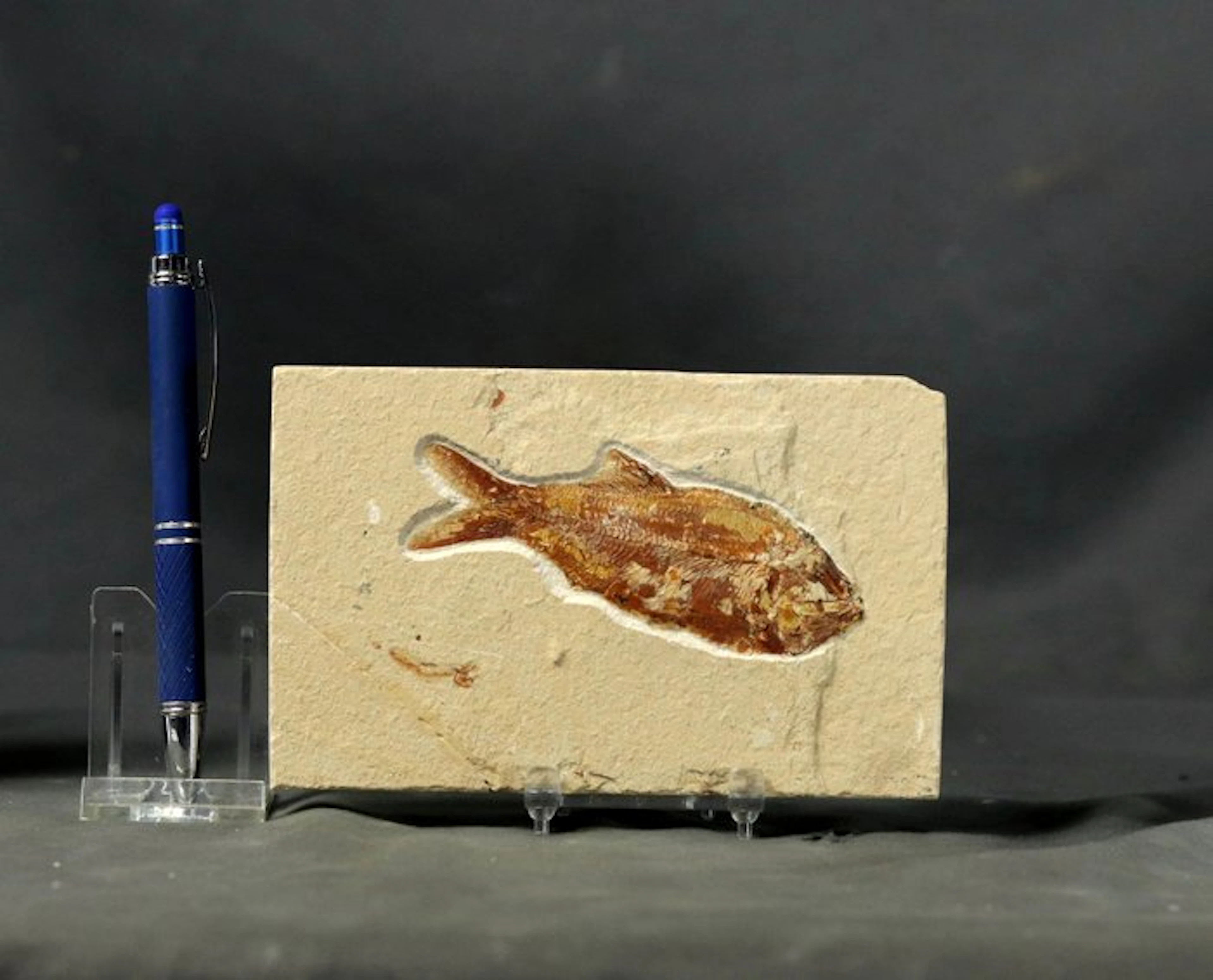 Finest fossil fish on stone - - Fossilised animal...