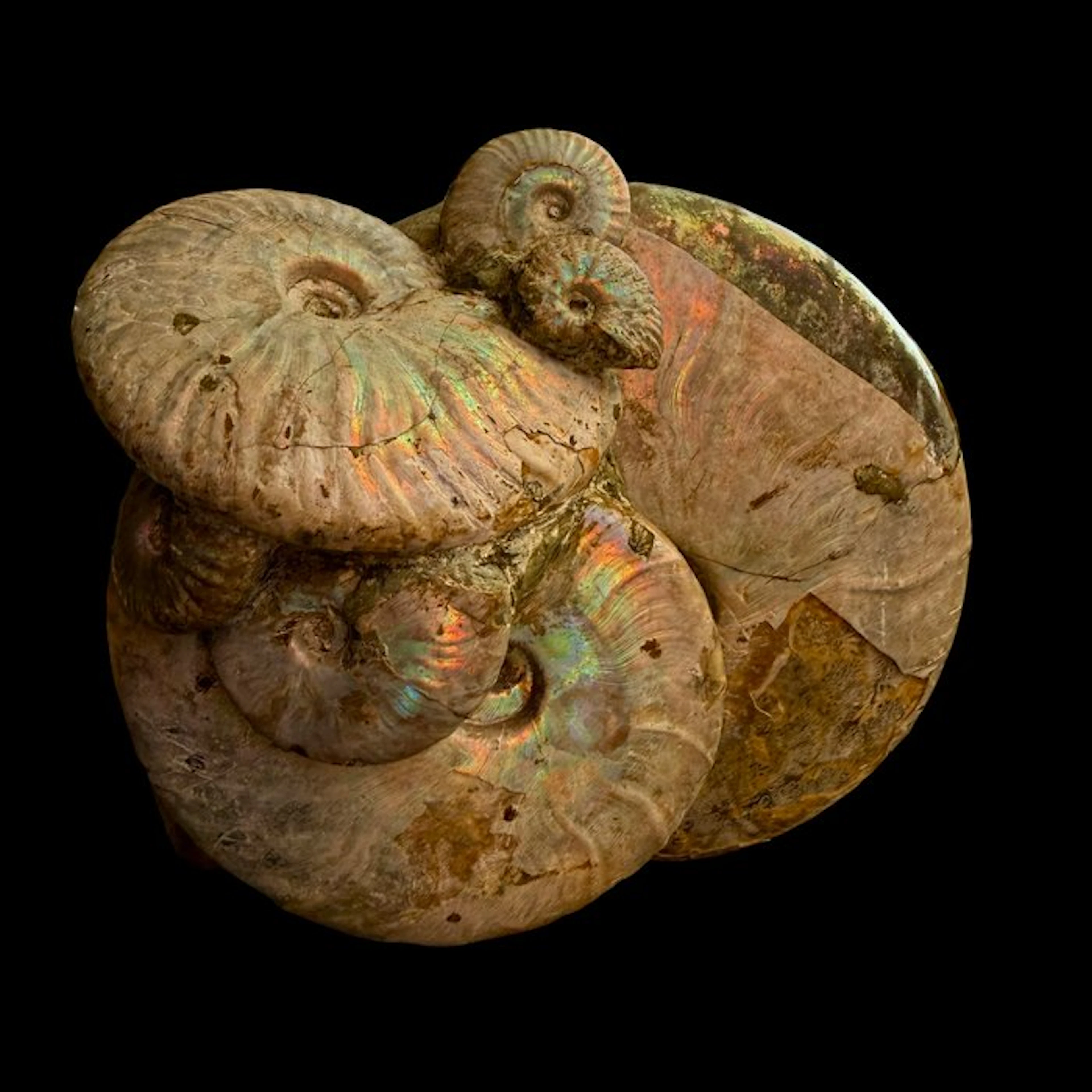 Ammonite - Fossilised shell - 20 cm - 16 cm