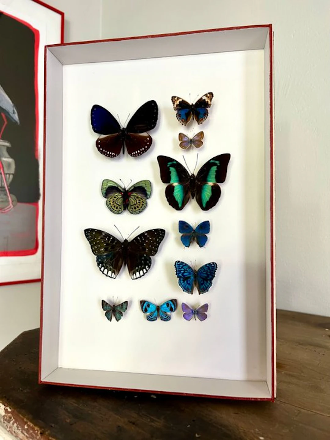 Butterfly Taxidermy full body mount - Lepidoptera - 39 cm...